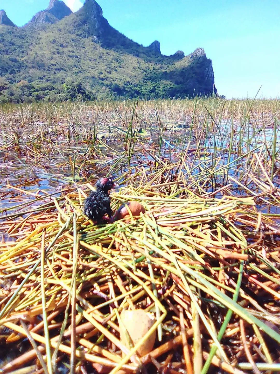 Lake view in Lungcha Homestay