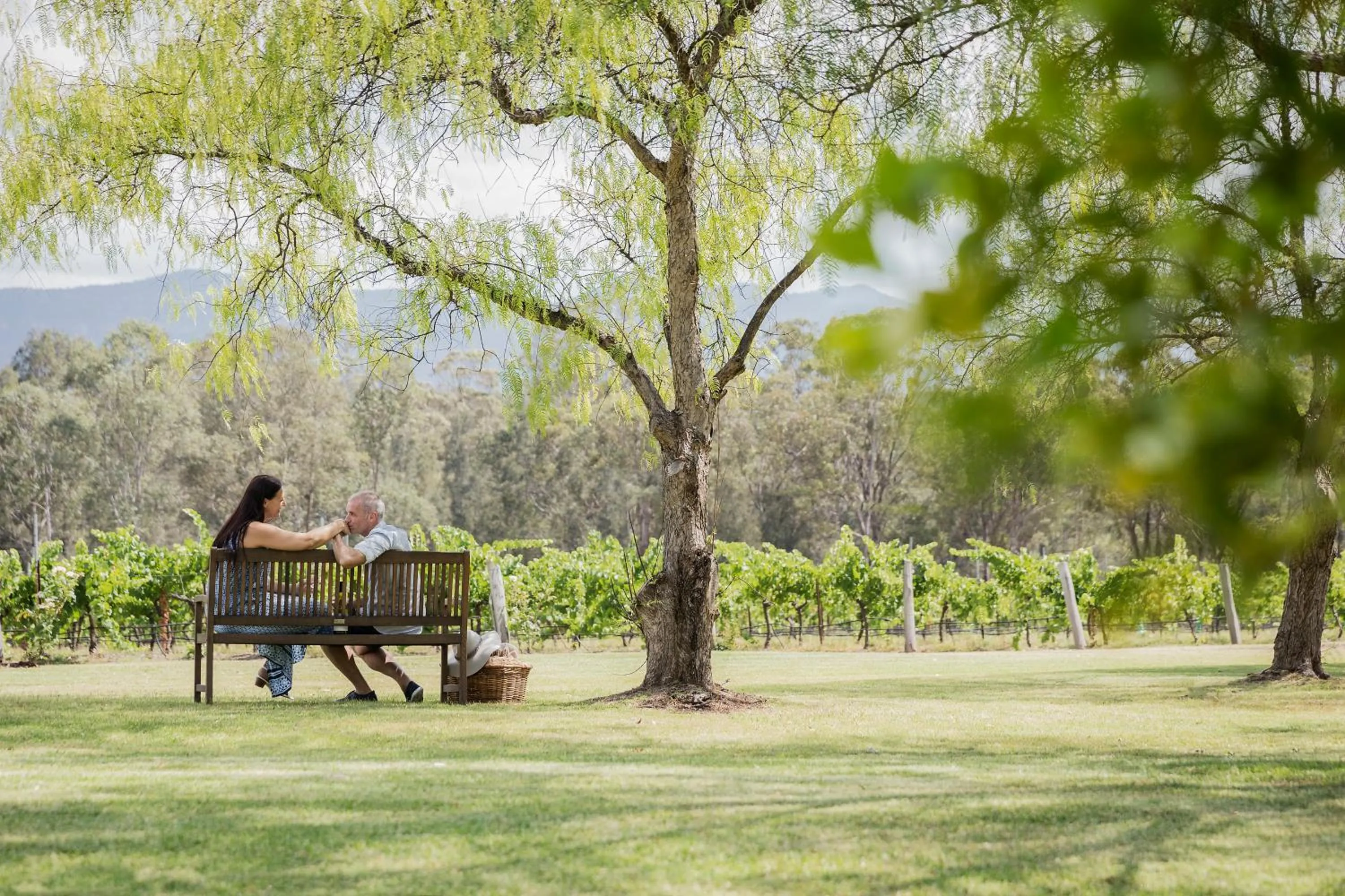 Area and facilities in Spicers Vineyards Estate