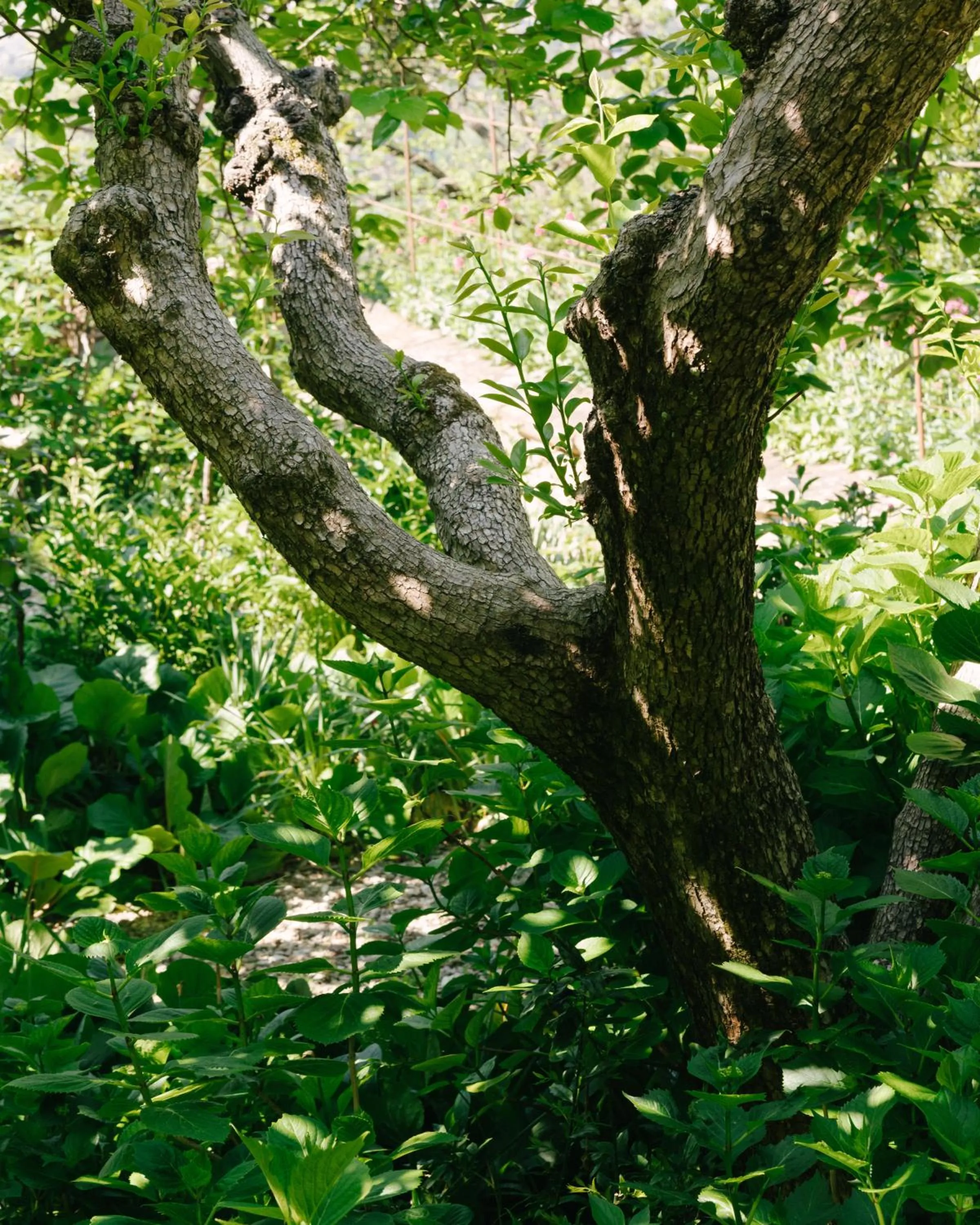 Garden in Pensione Bencistà