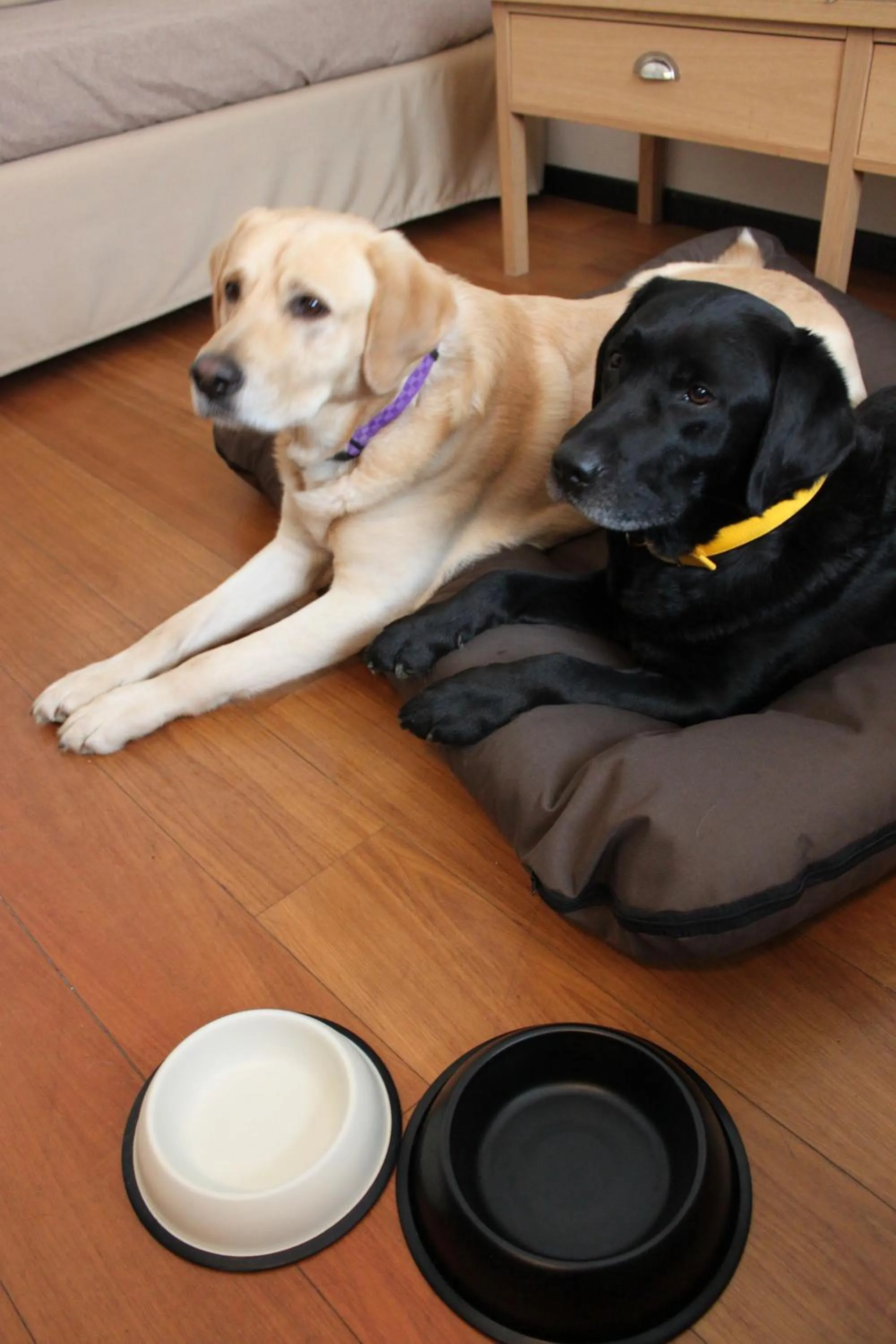 Animals in Hotel Miramonti