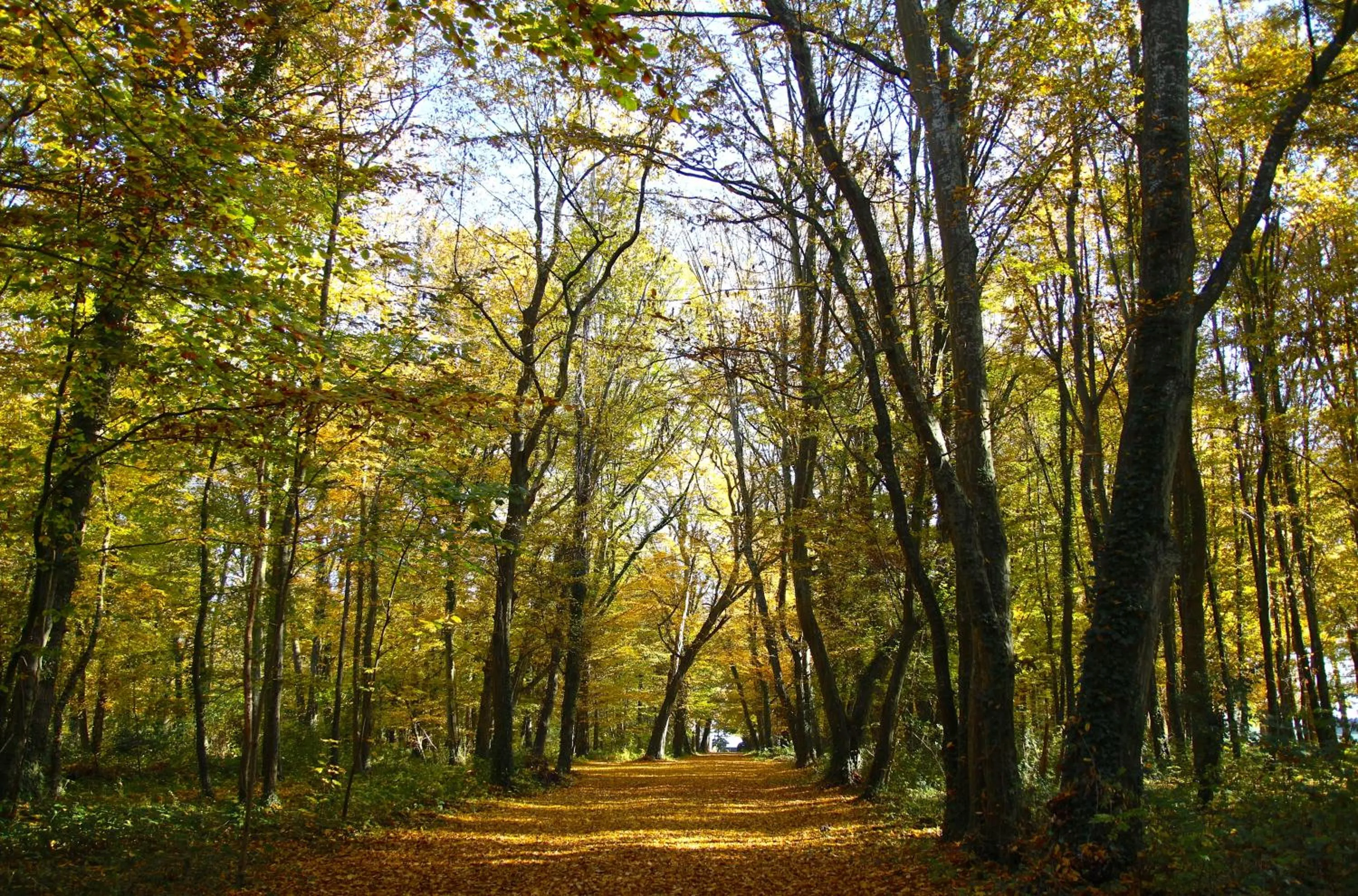 Garden in Château de Montabert