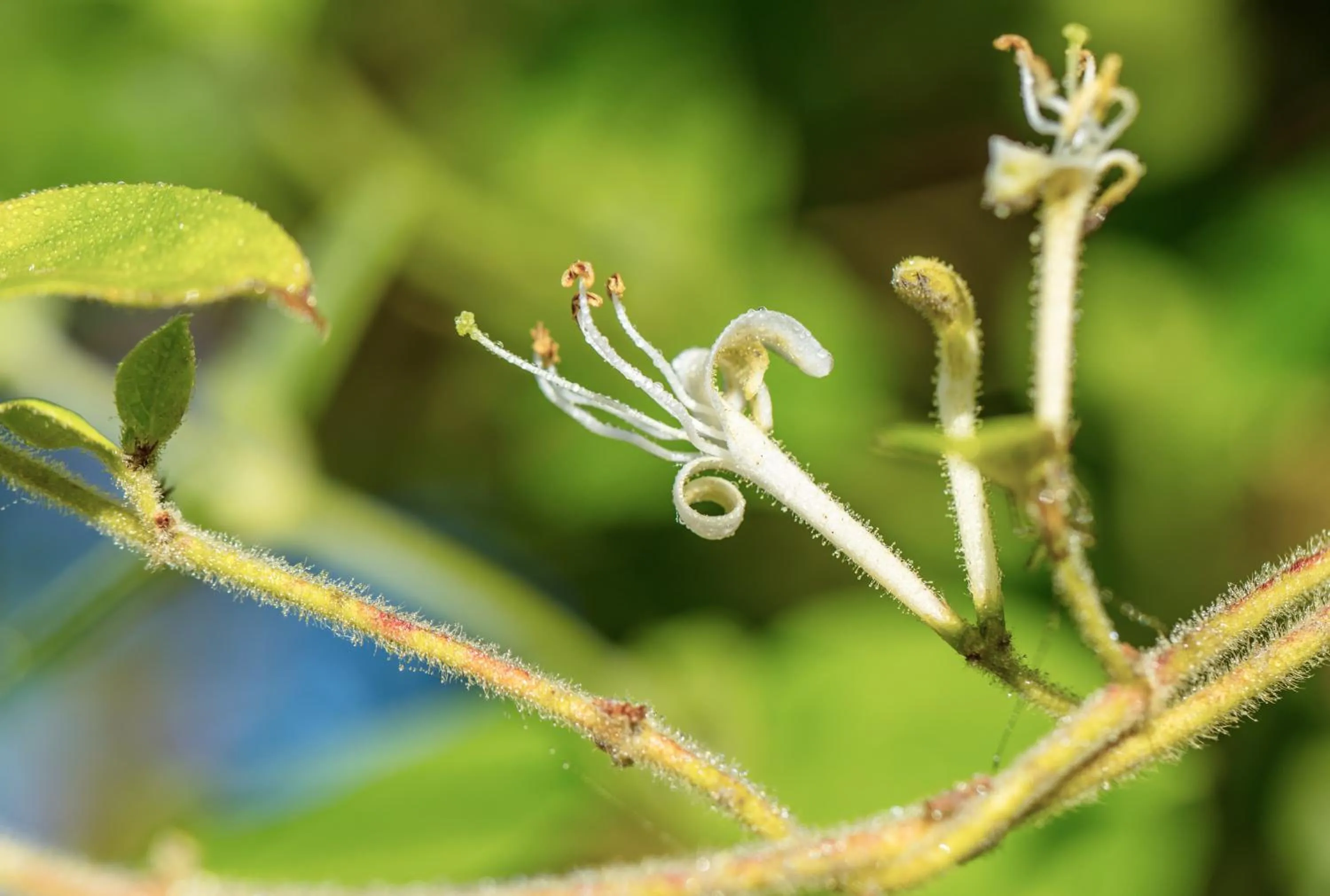 Decorative detail in The Wild Seeds