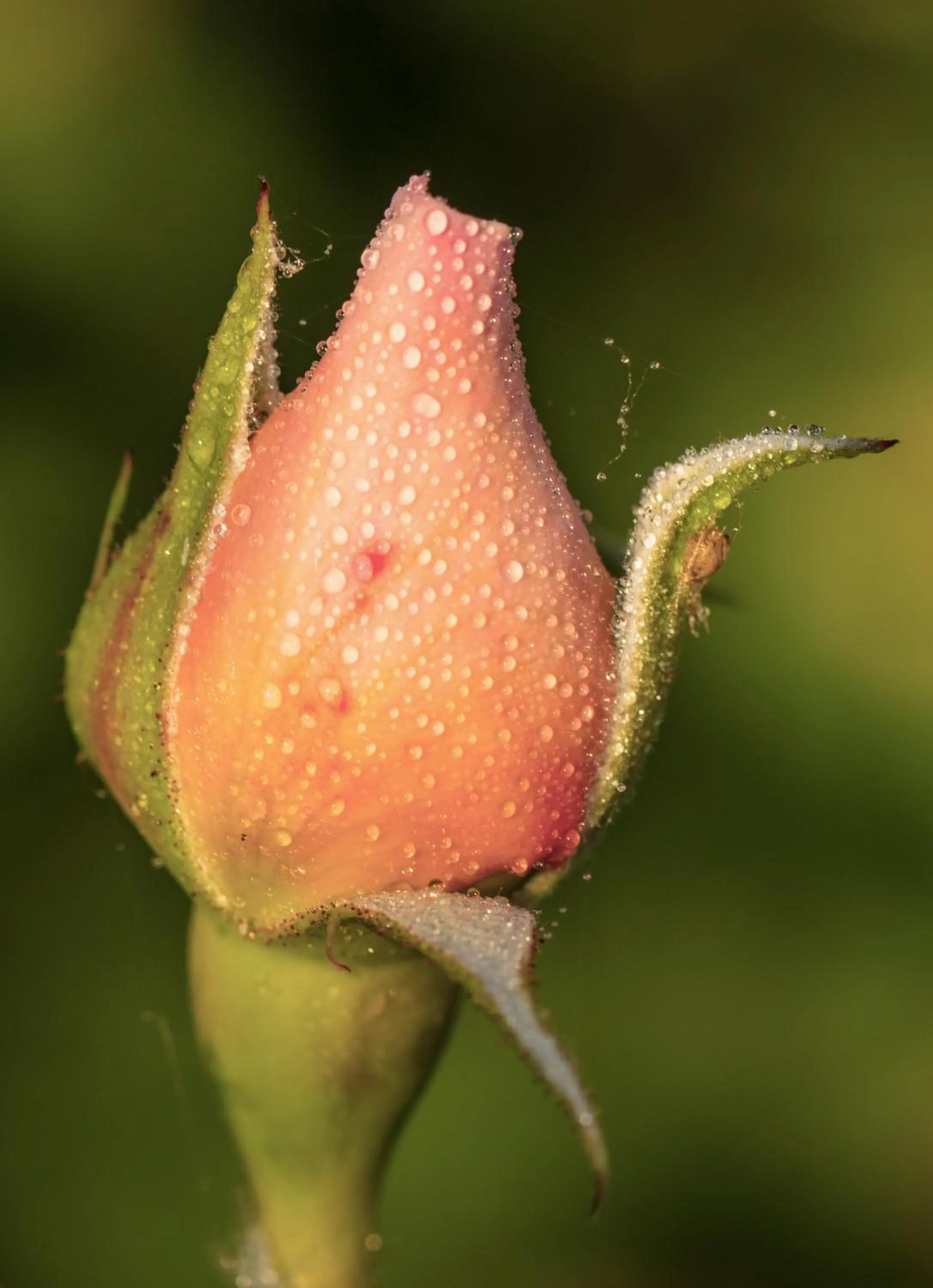Fishing in The Wild Seeds
