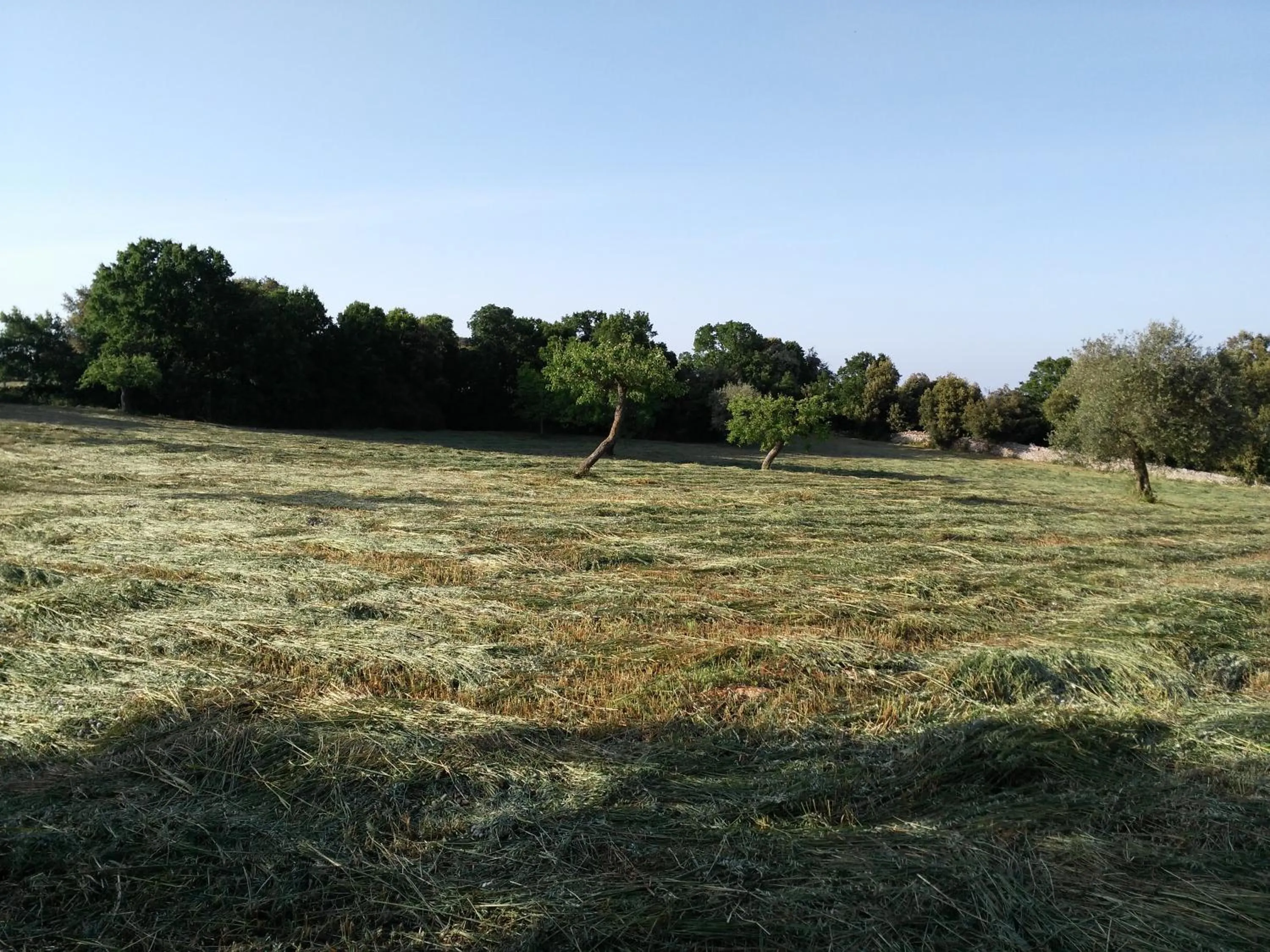 Other in La Suite nel Bosco