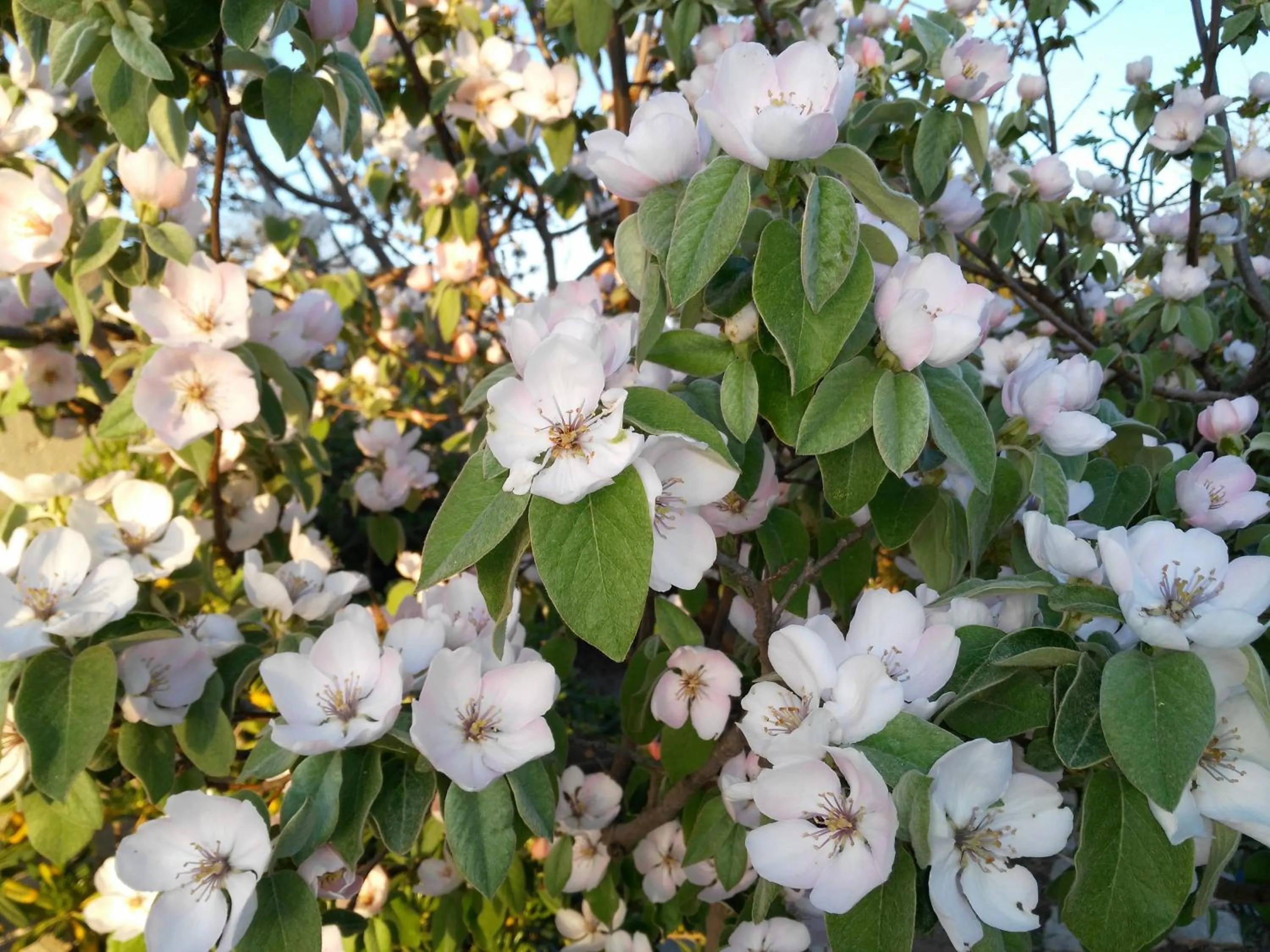 Other in La Suite nel Bosco