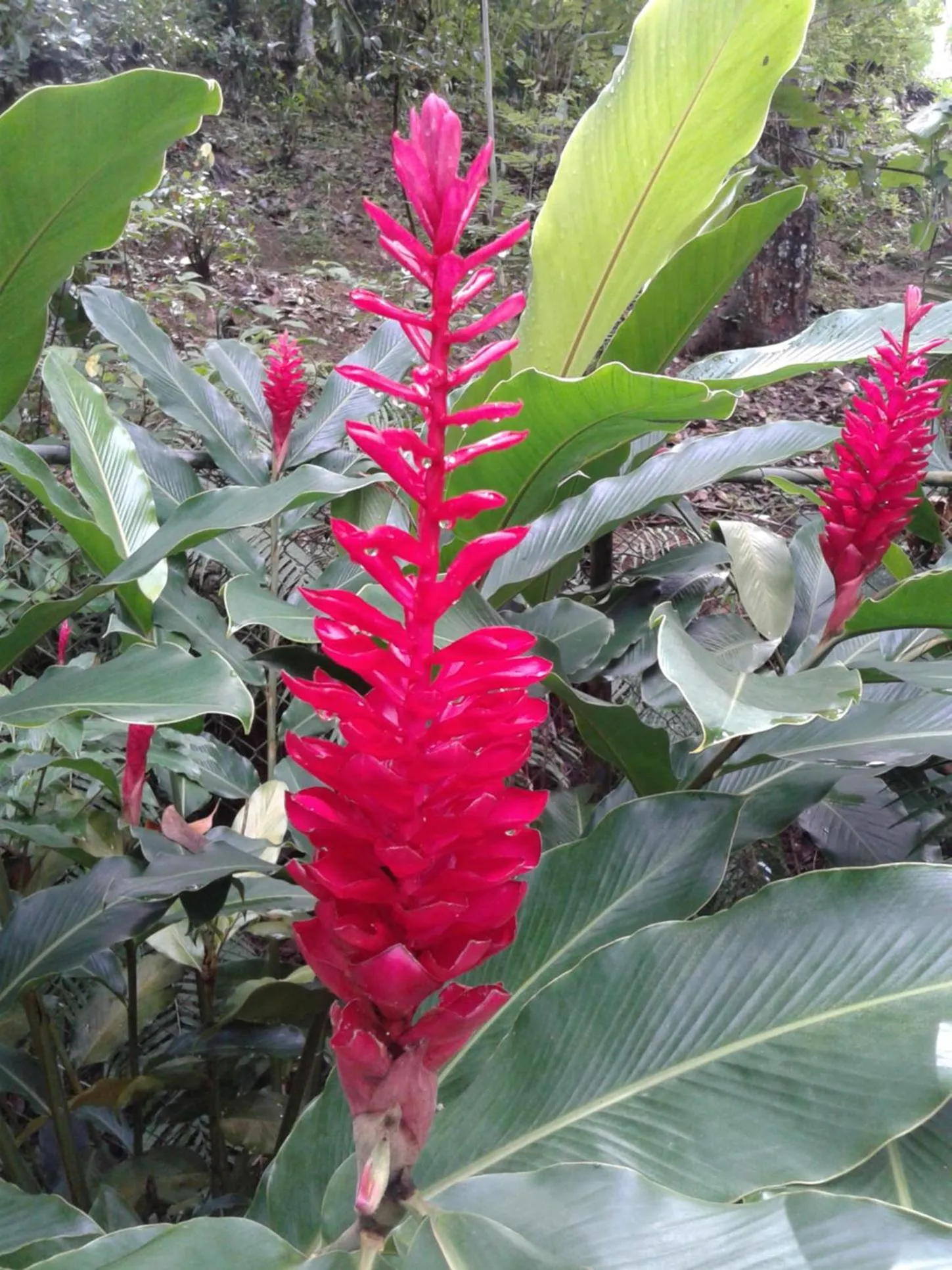 Hareesha Holiday Resort