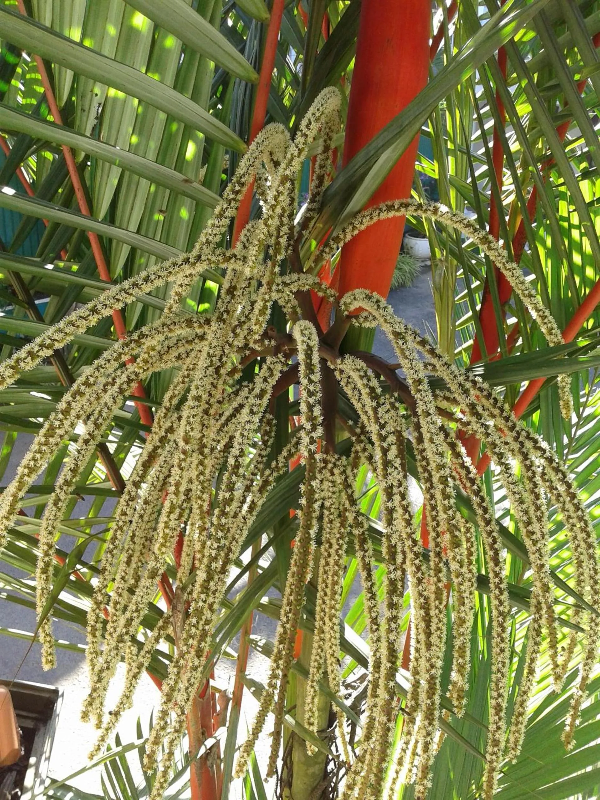 Hareesha Holiday Resort