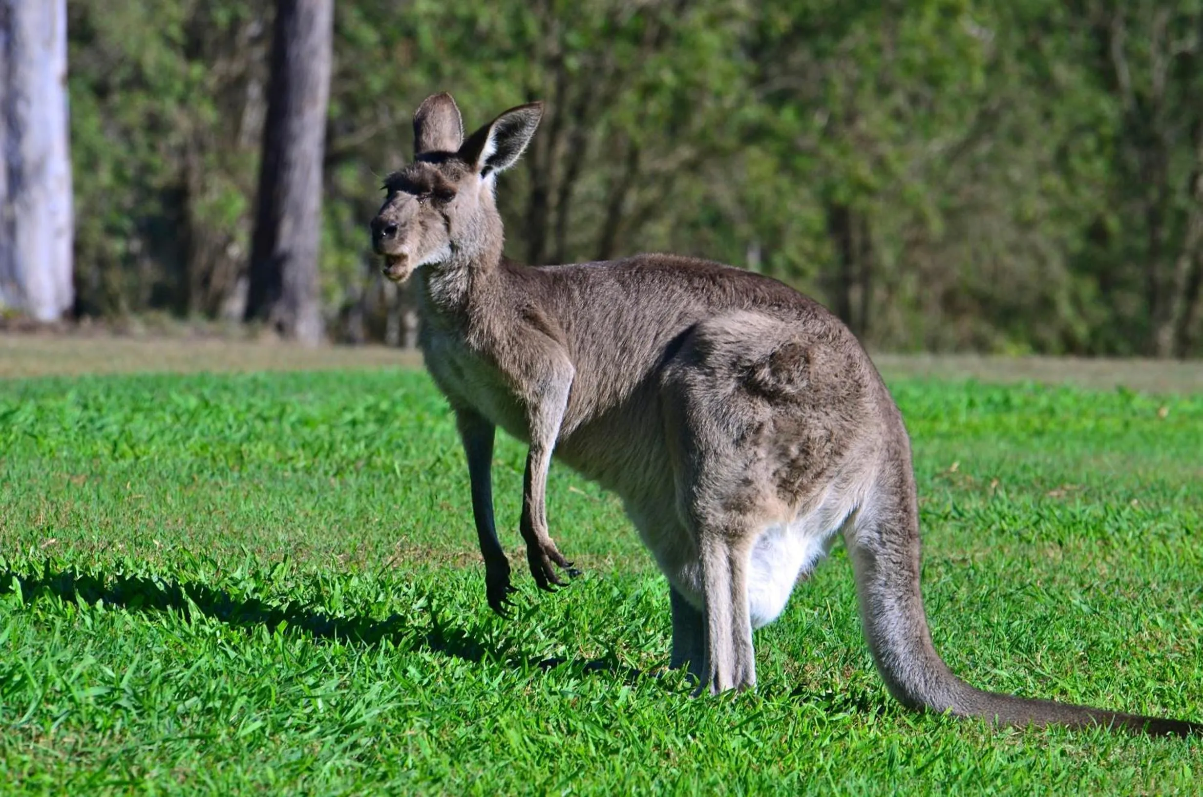 Animals in Lake Barra Cottages