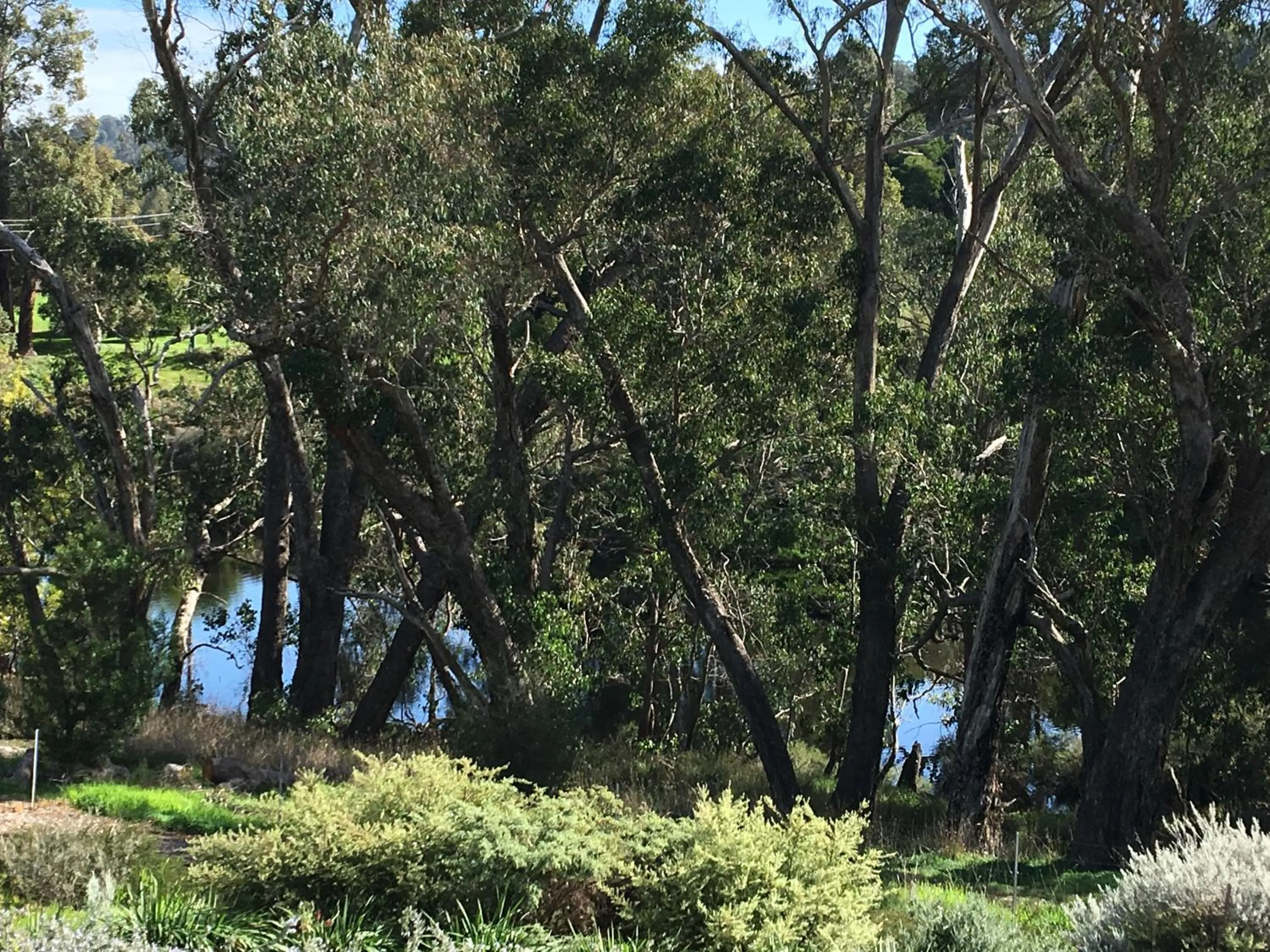 Garden in Rickaty on Blackwood
