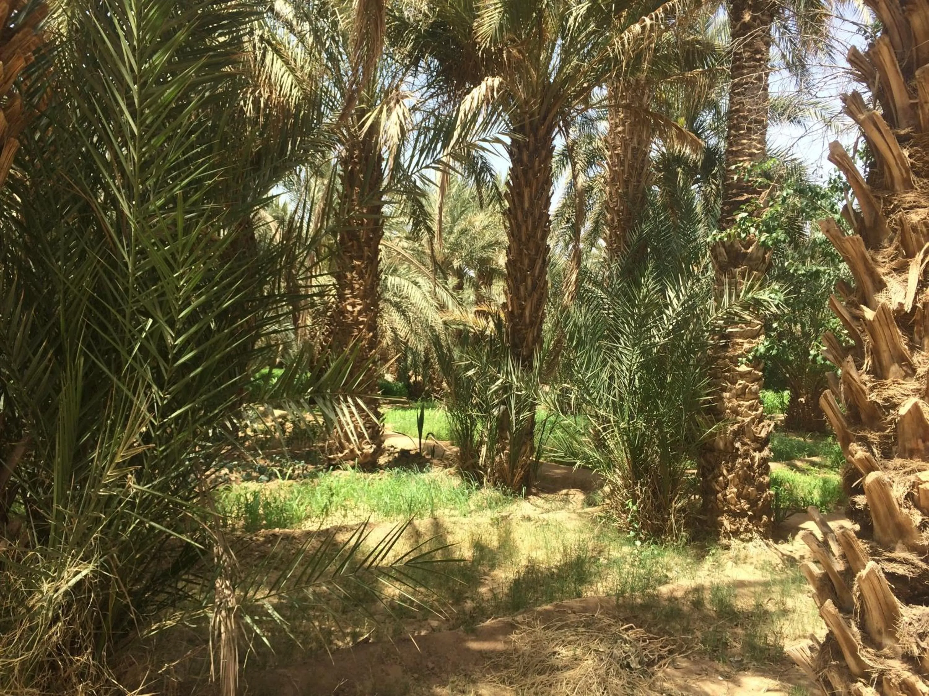View (from property/room) in Riad Kasbah Aiour