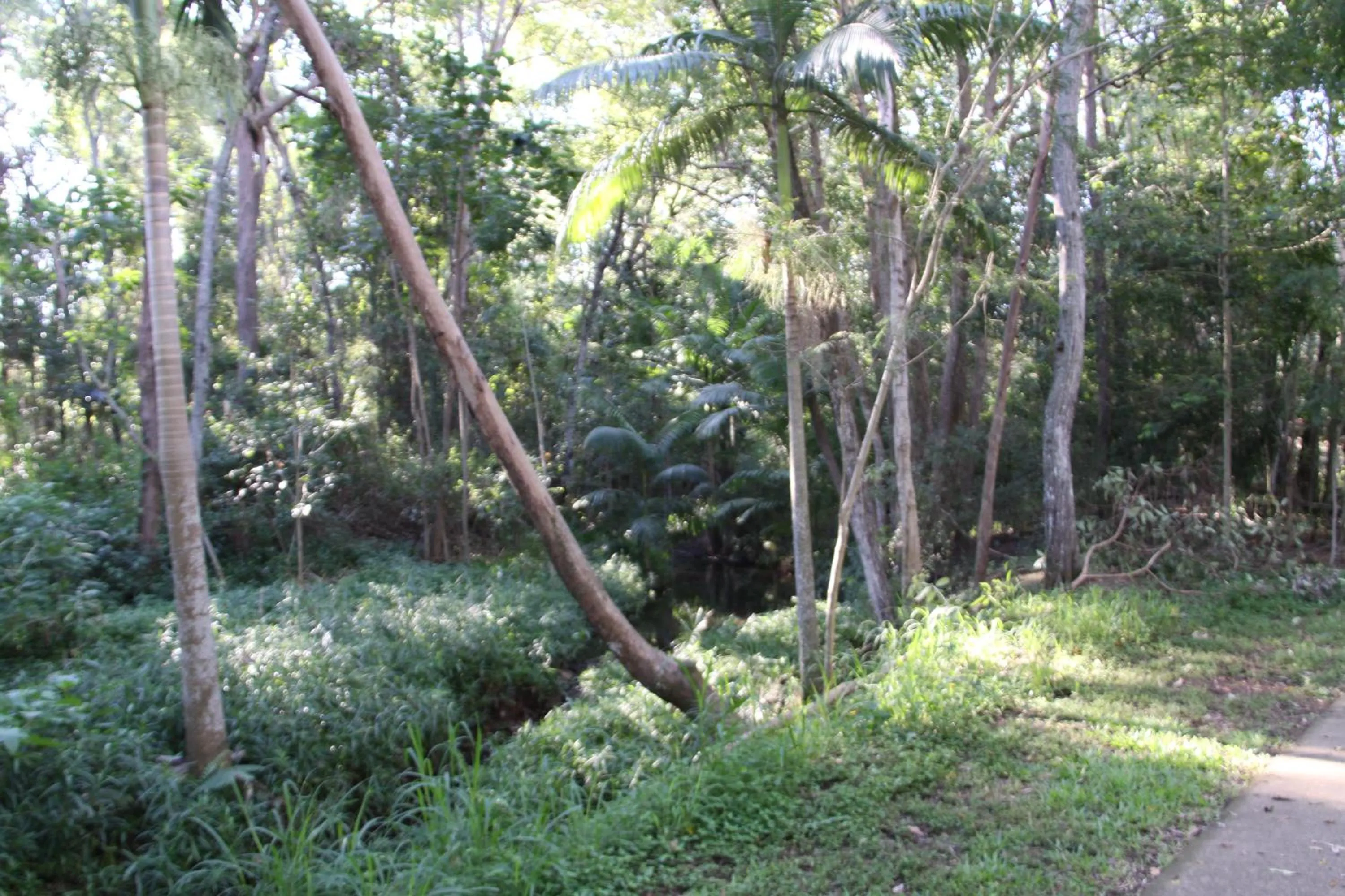 Natural landscape in Paperbark Bed & Breakfast