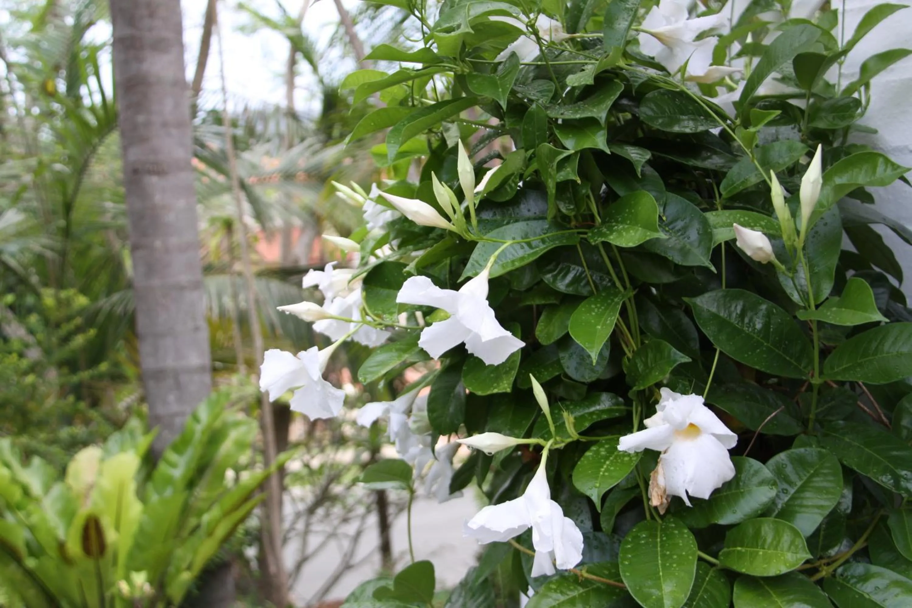 Garden view in Paperbark Bed & Breakfast