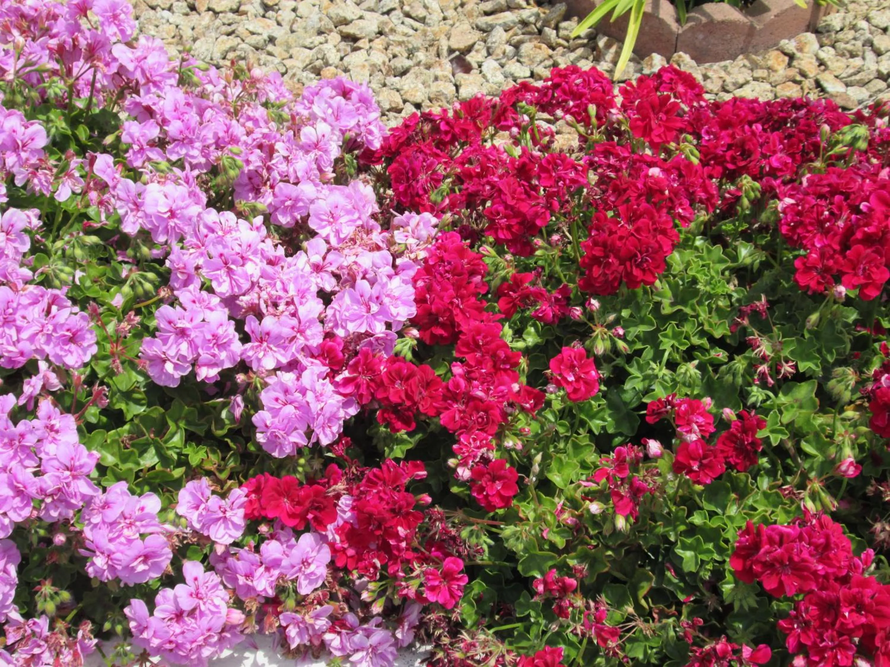 Garden in Discovery Inn Monterey Bay
