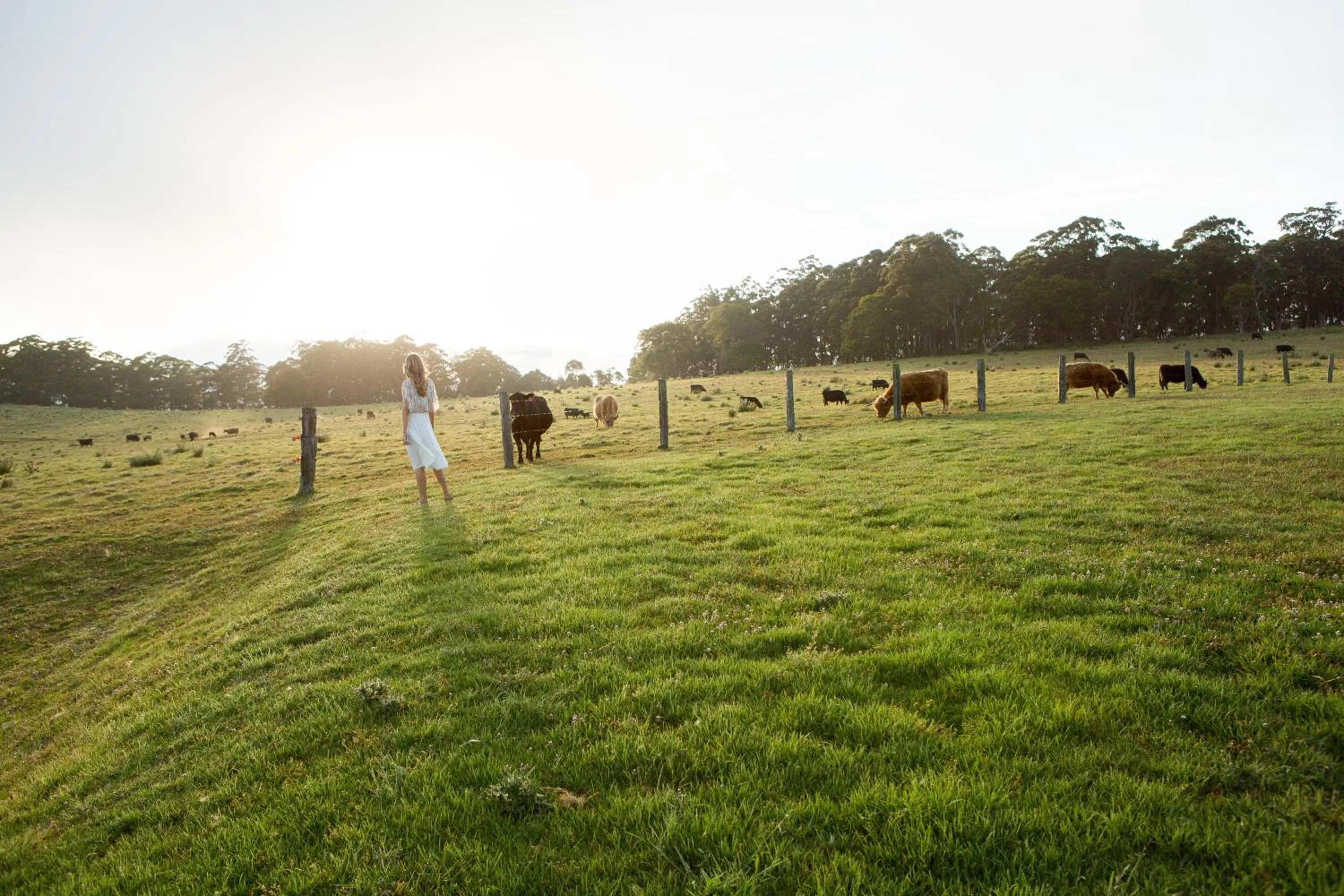 Animals in Spicers Peak Lodge