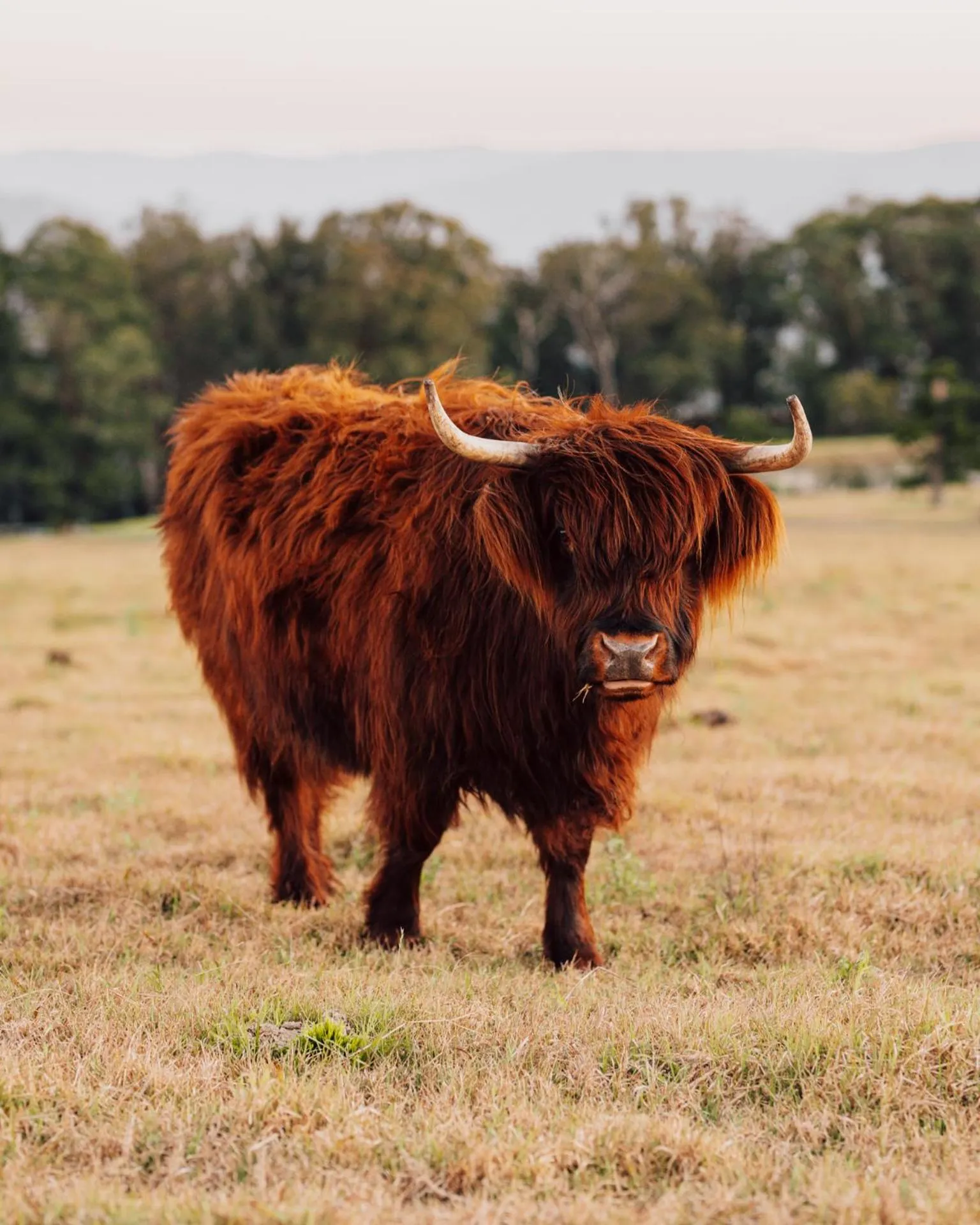 Animals in Spicers Peak Lodge