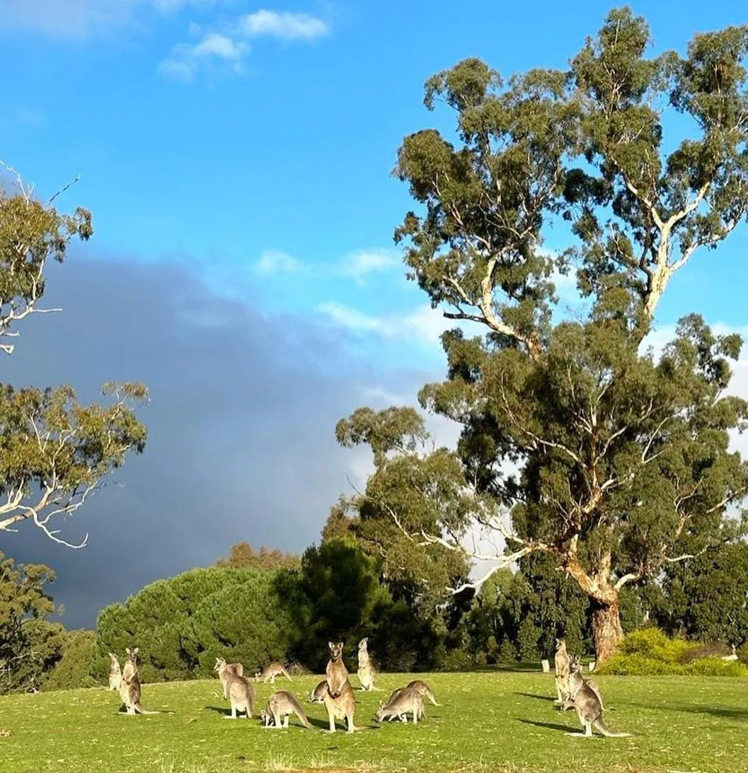 Natural landscape in Meringa Springs