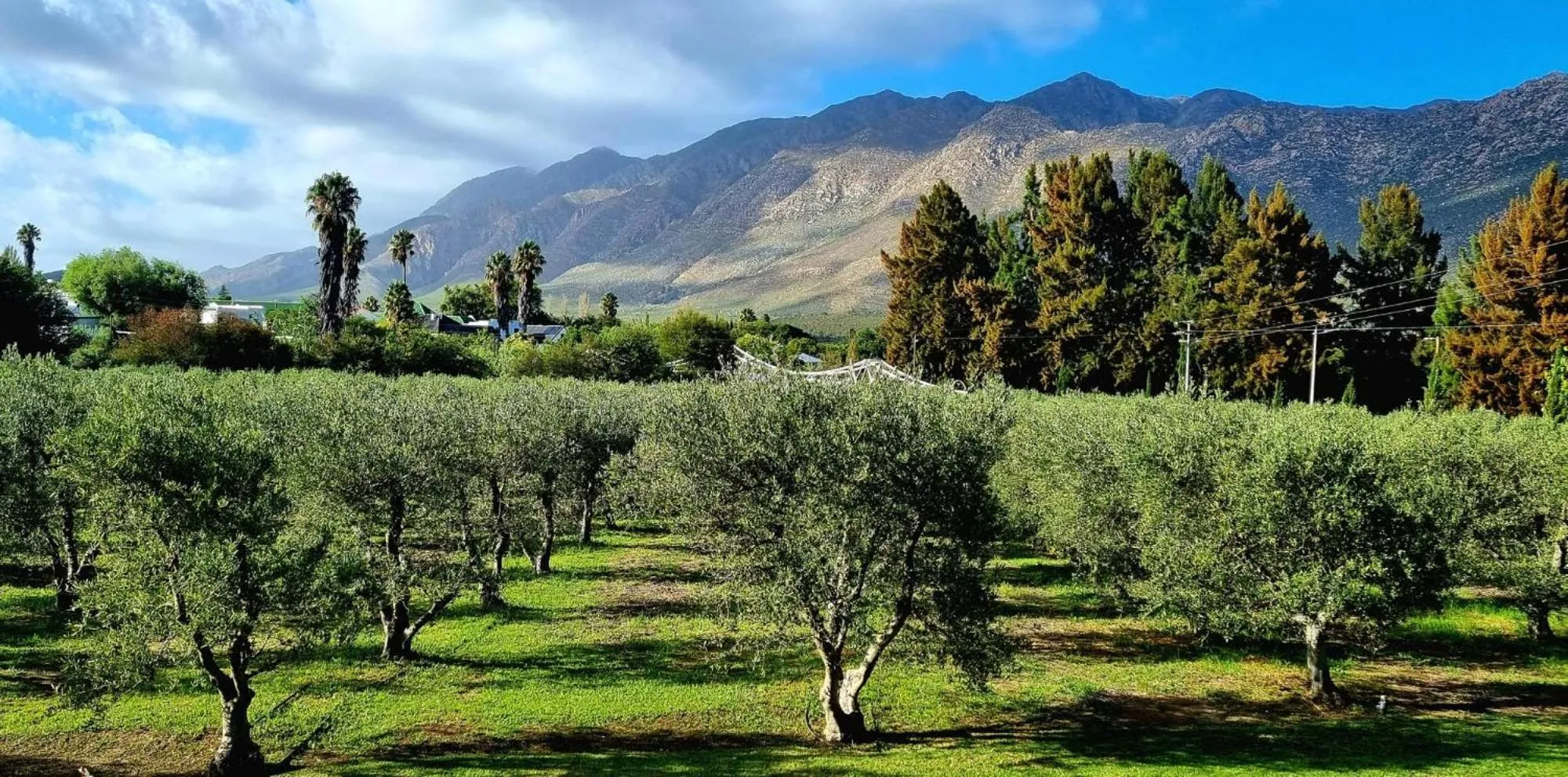 Natural landscape in Montagu Vines Guesthouse