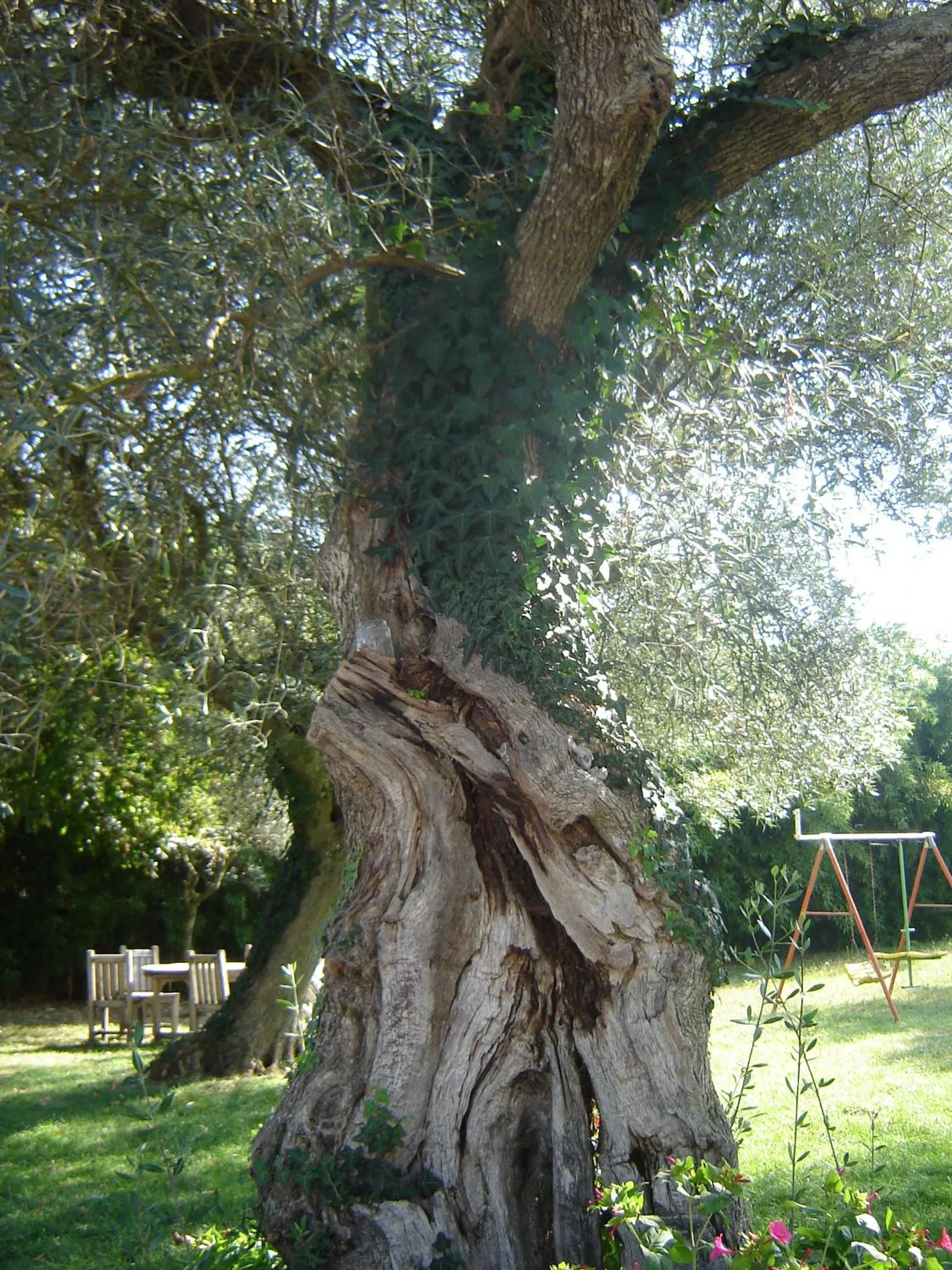 Garden in Quinta Santa Isabel