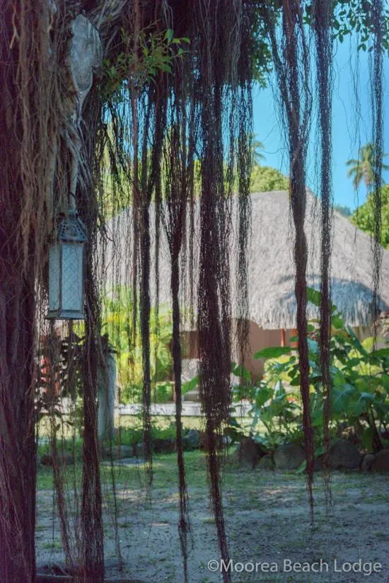 Text overlay in Moorea Beach Lodge