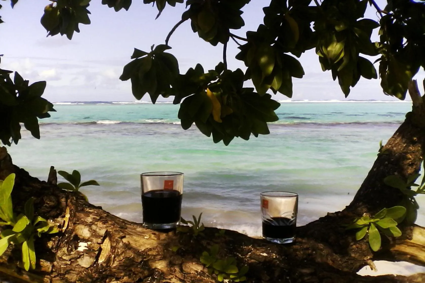 B & Bee Wild Island - Nature Song