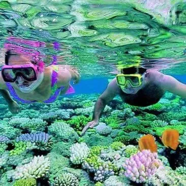 B & Bee Wild Island - Nature Song