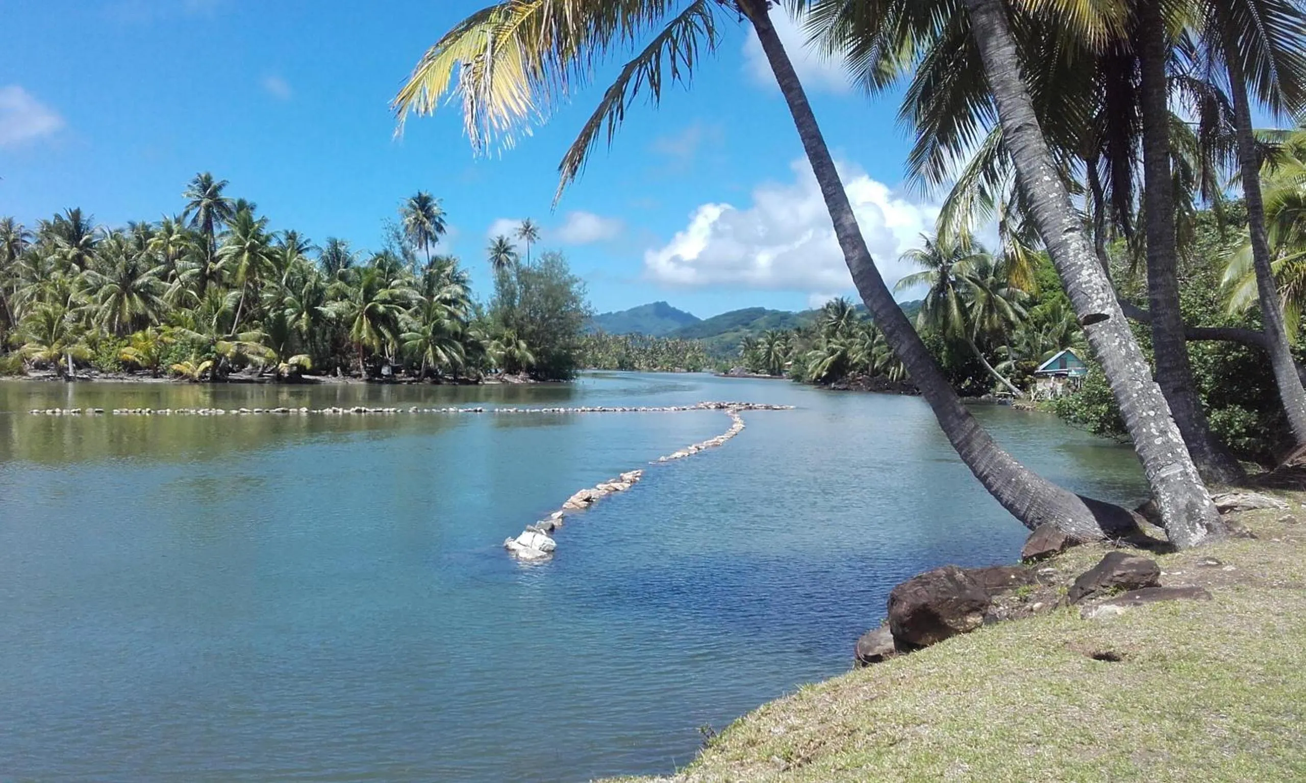 Activities in B & Bee Wild Island - Nature Song