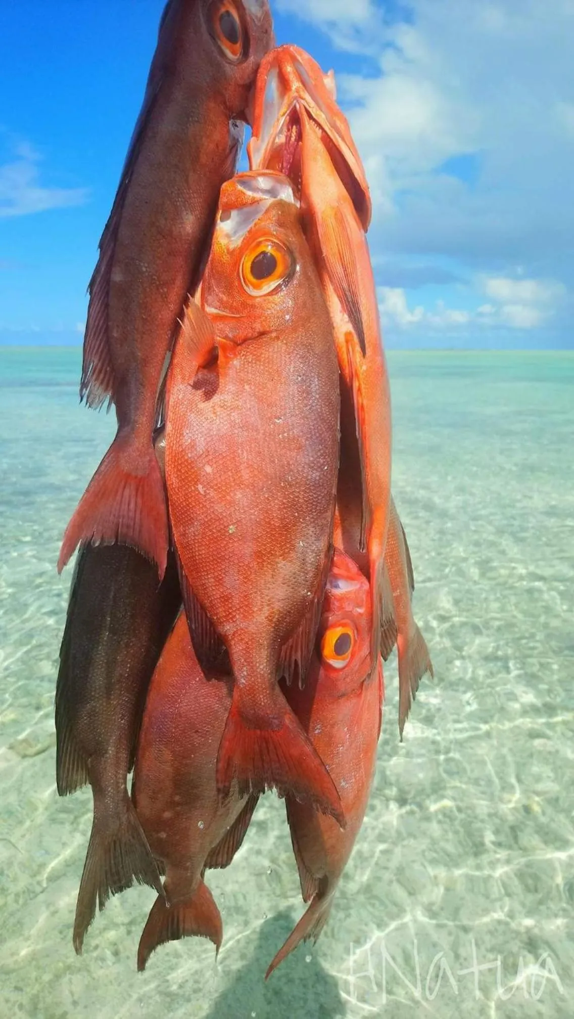 B & Bee Wild Island - Nature Song