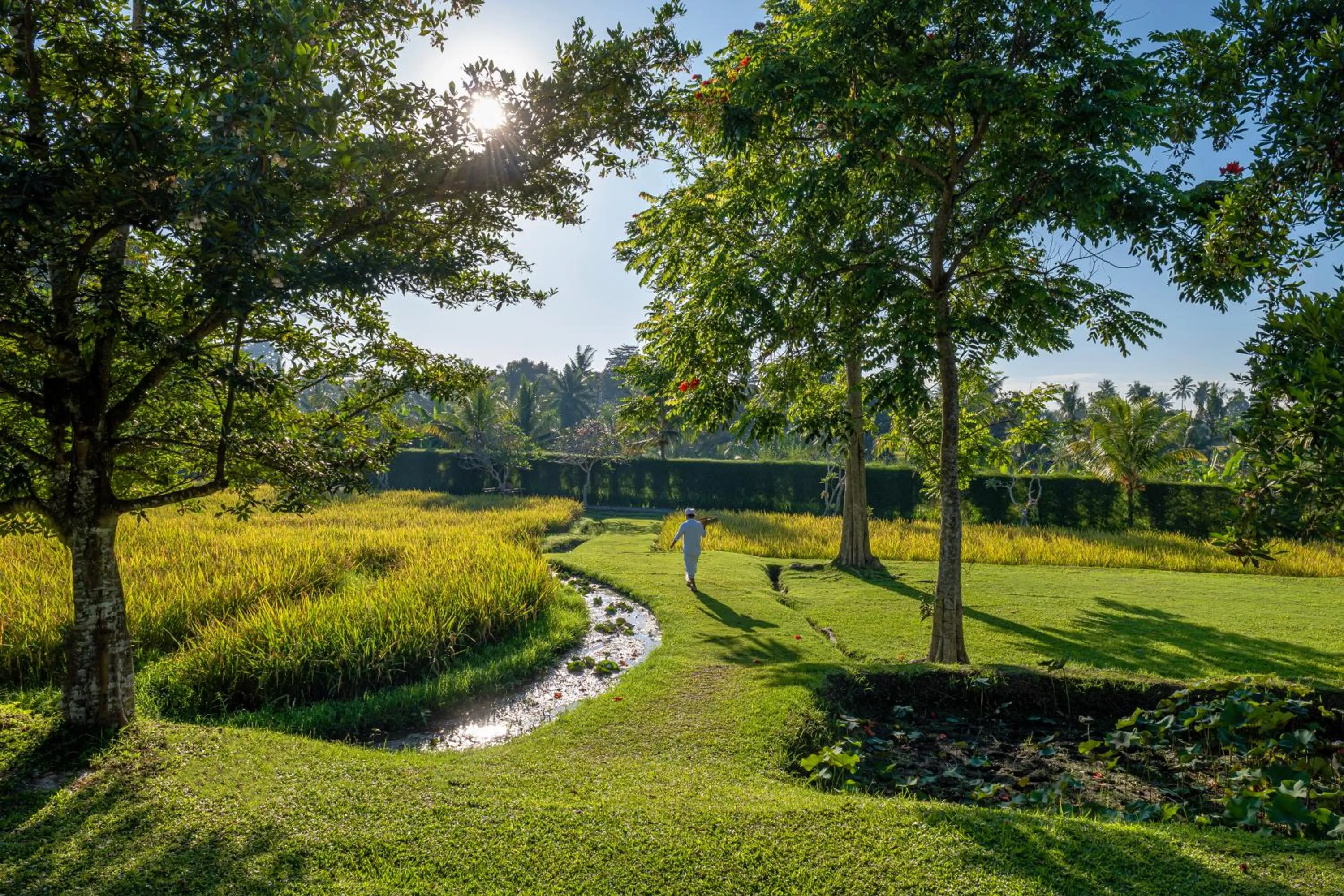 Natural landscape in Visesa Ubud Resort