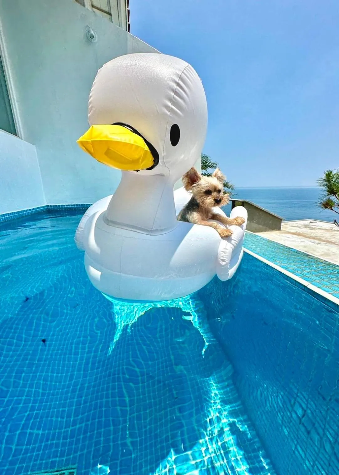 Animals in Ample Villa 小希臘