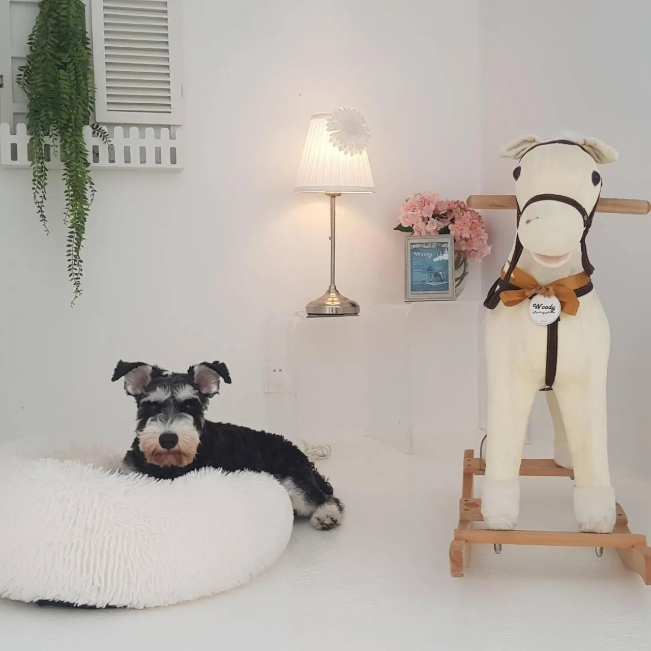 Pets in Ample Villa 小希臘