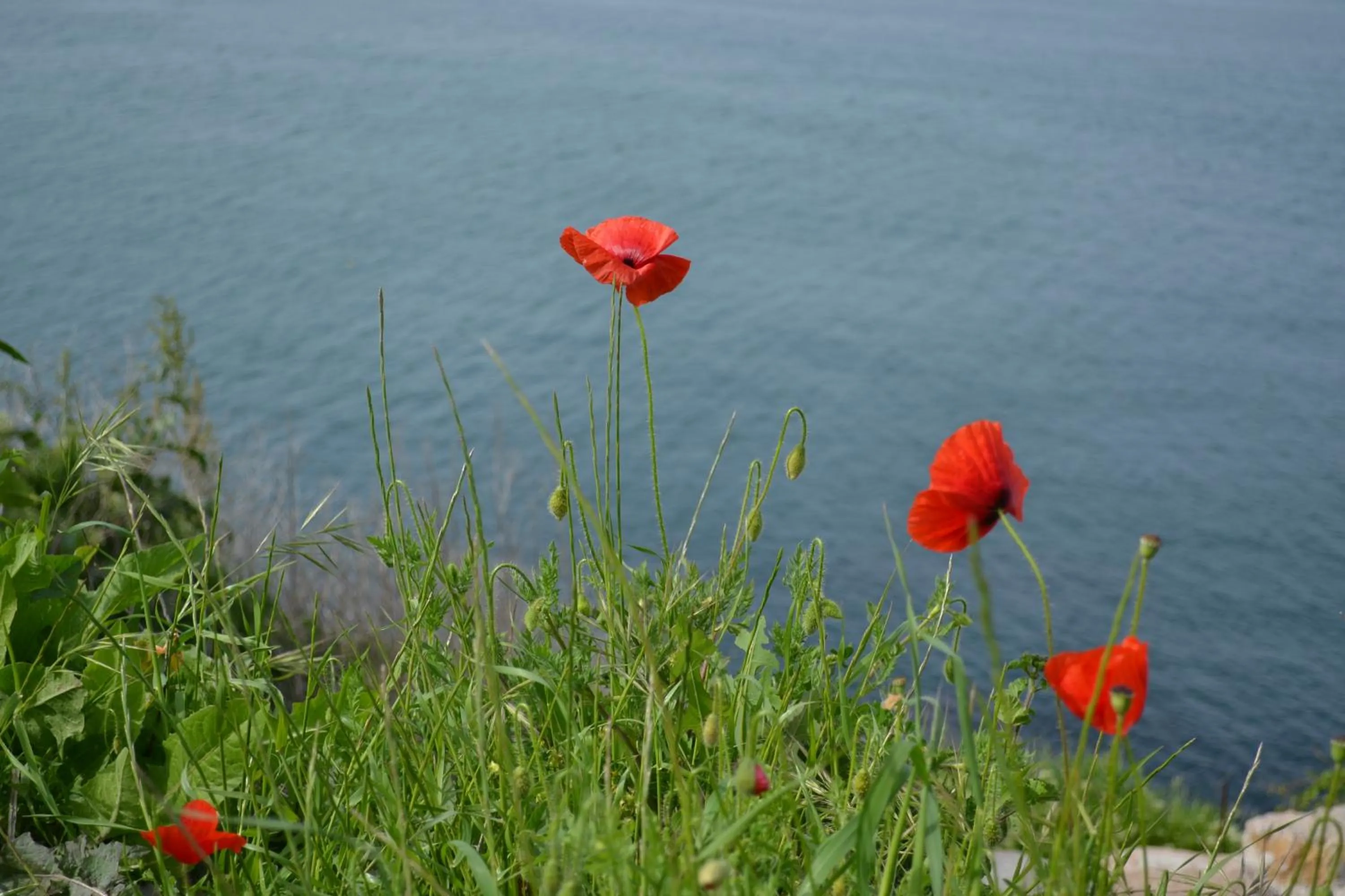 Natural landscape in hotel DIAMANTI
