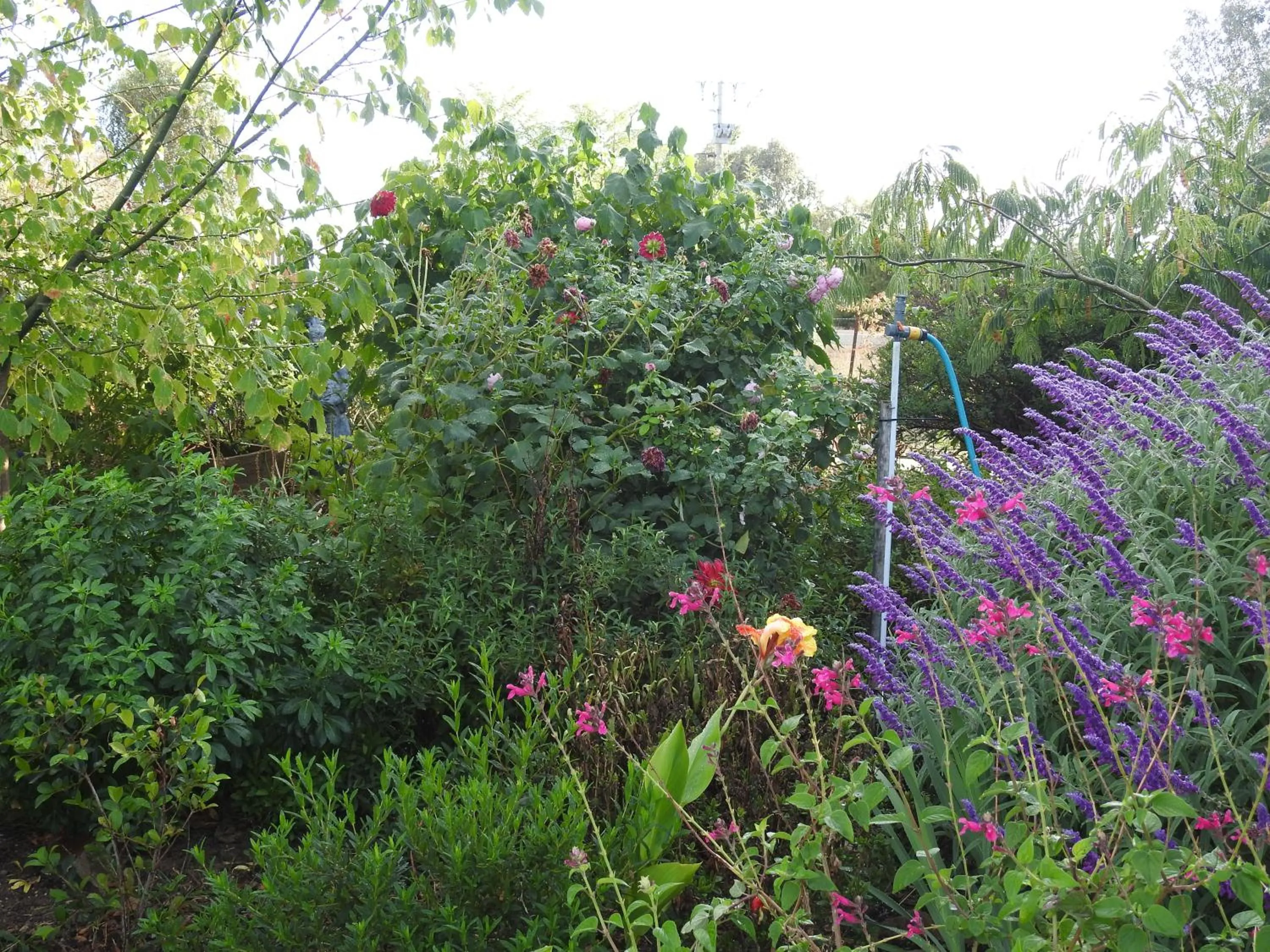 Garden in Barklysuites Apartments