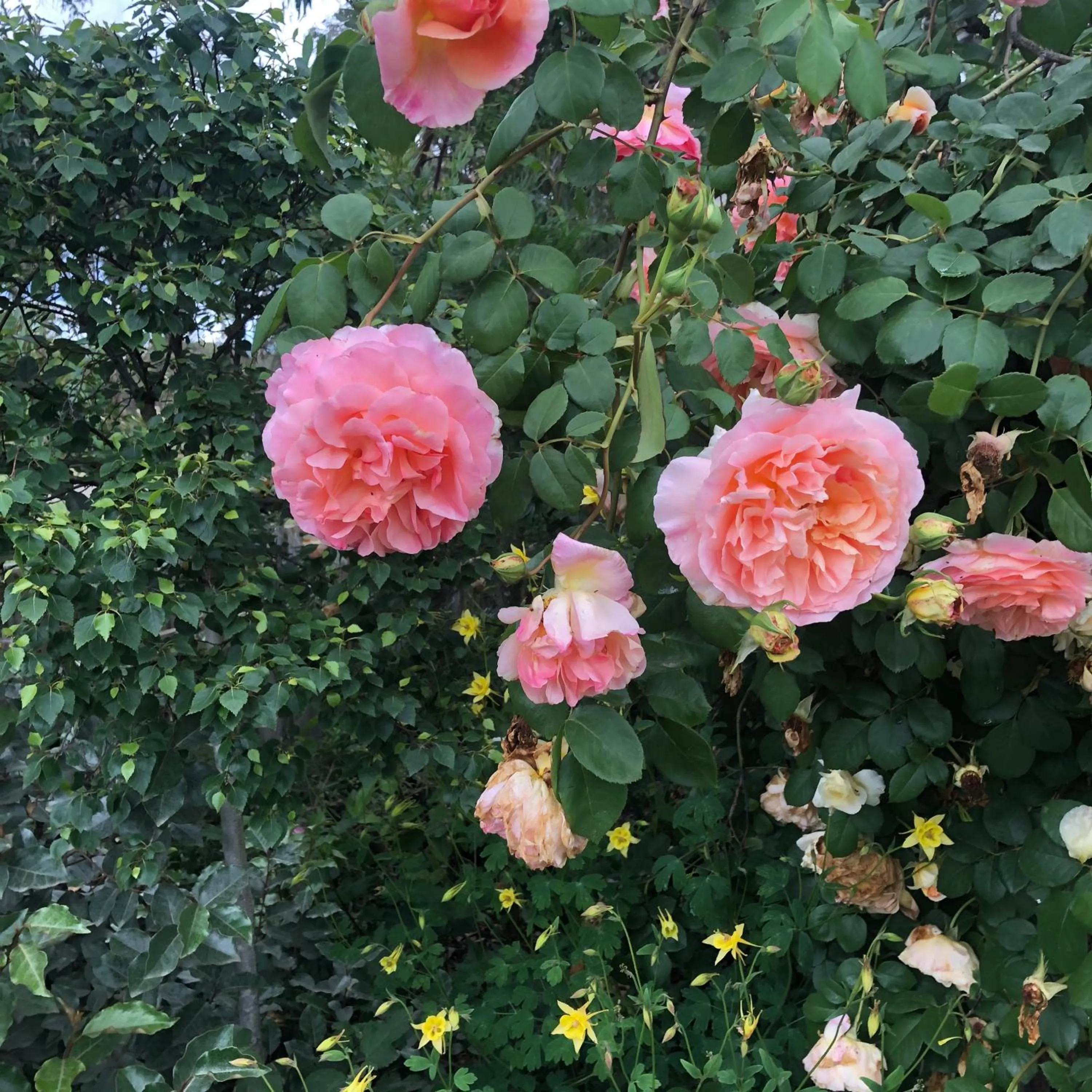 Garden view in Barklysuites Apartments