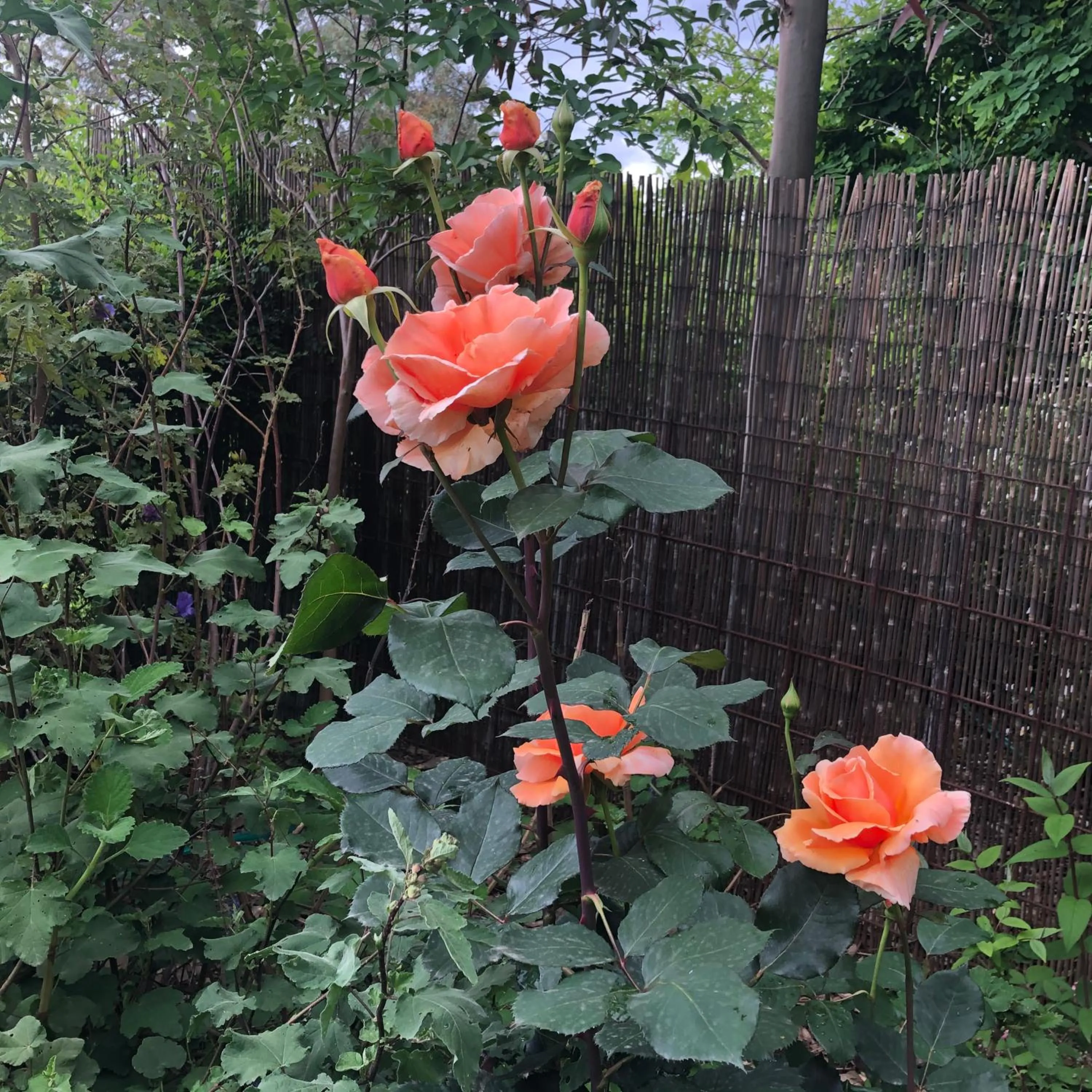 Garden in Barklysuites Apartments