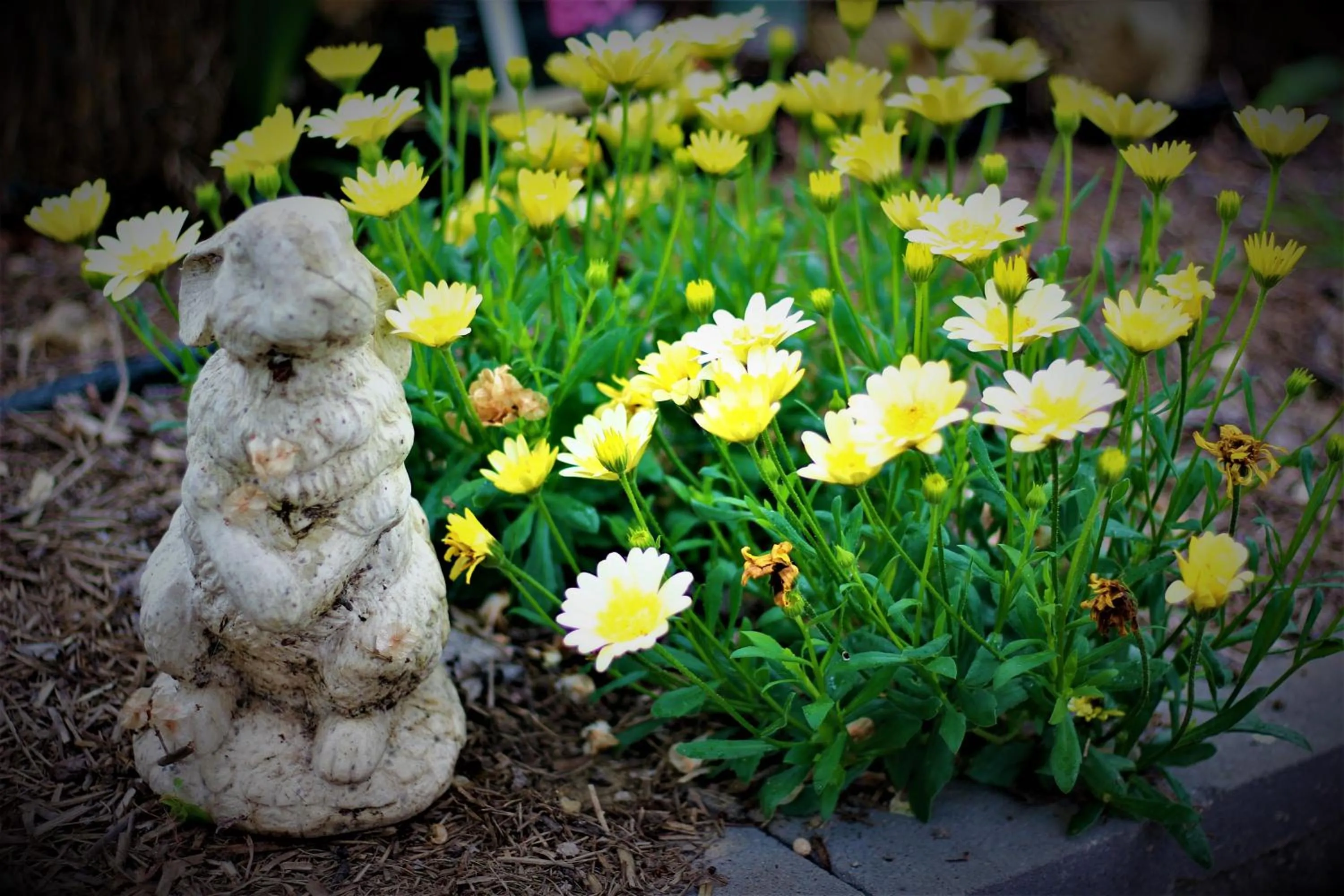 Garden in Barklysuites Apartments