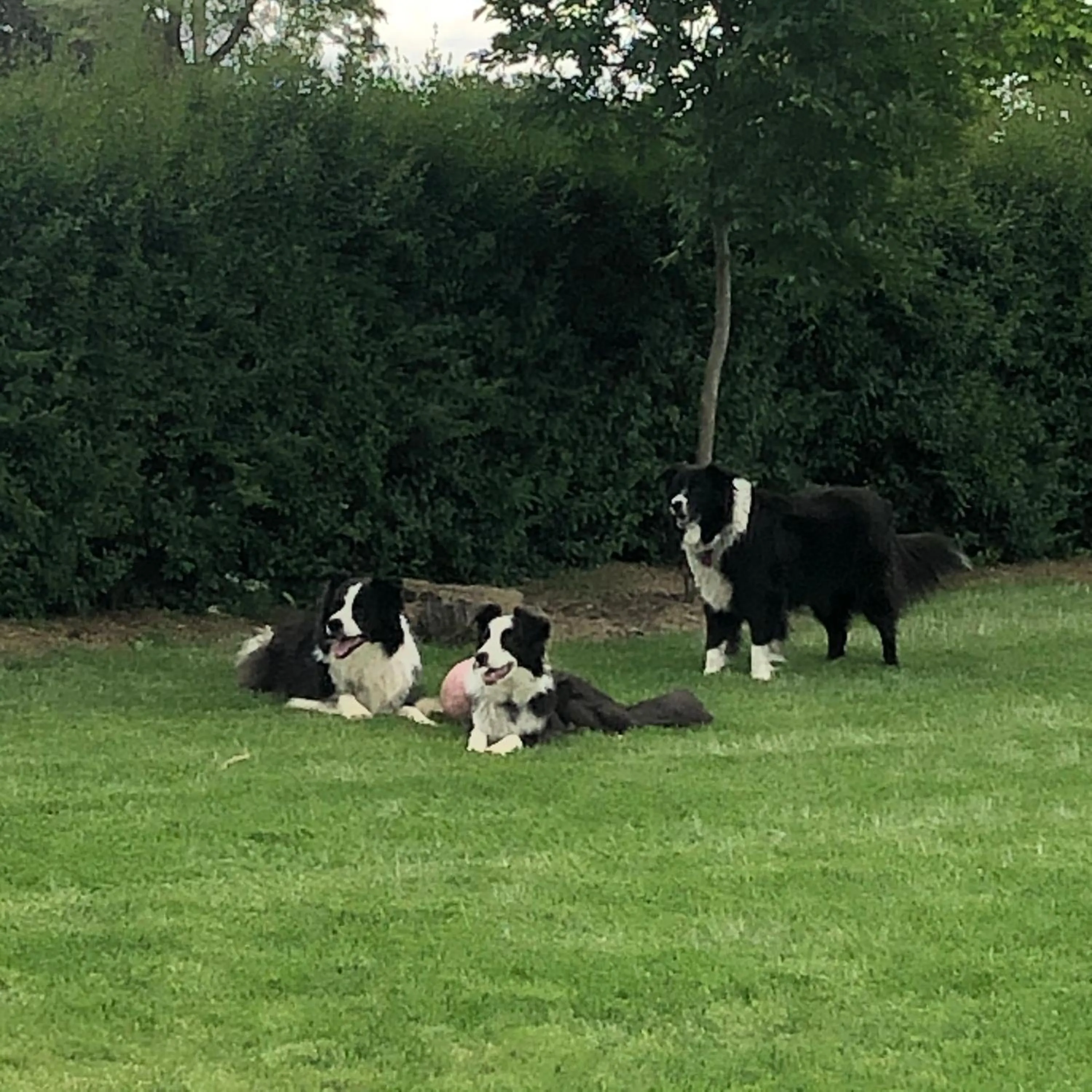 Pets in Barklysuites Apartments