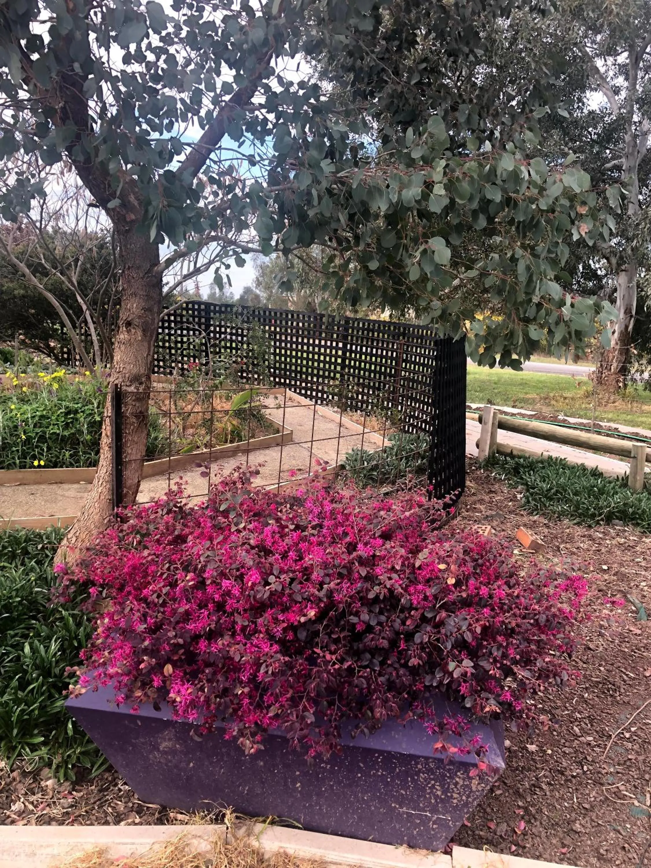 Garden in Barklysuites Apartments