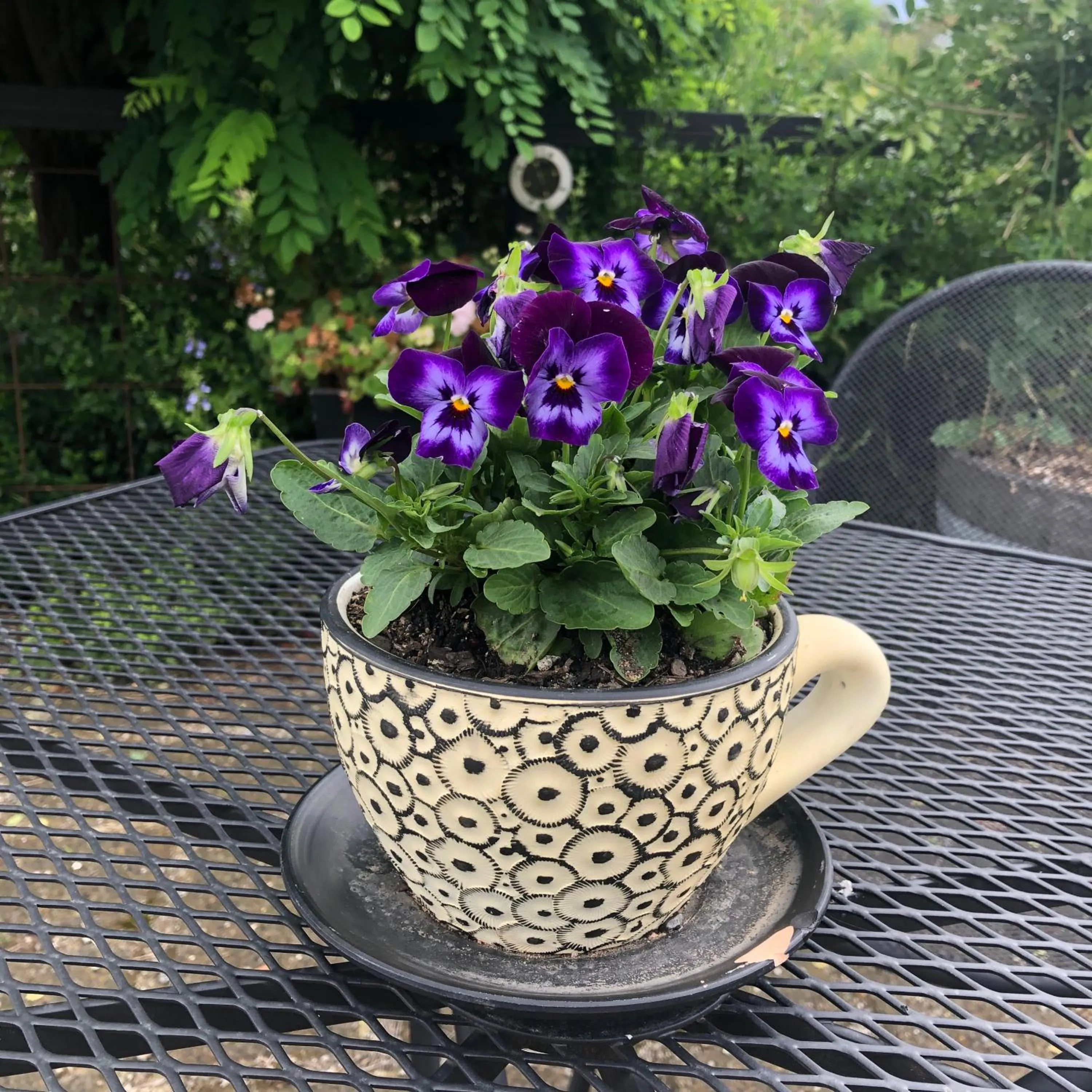 Garden in Barklysuites Apartments
