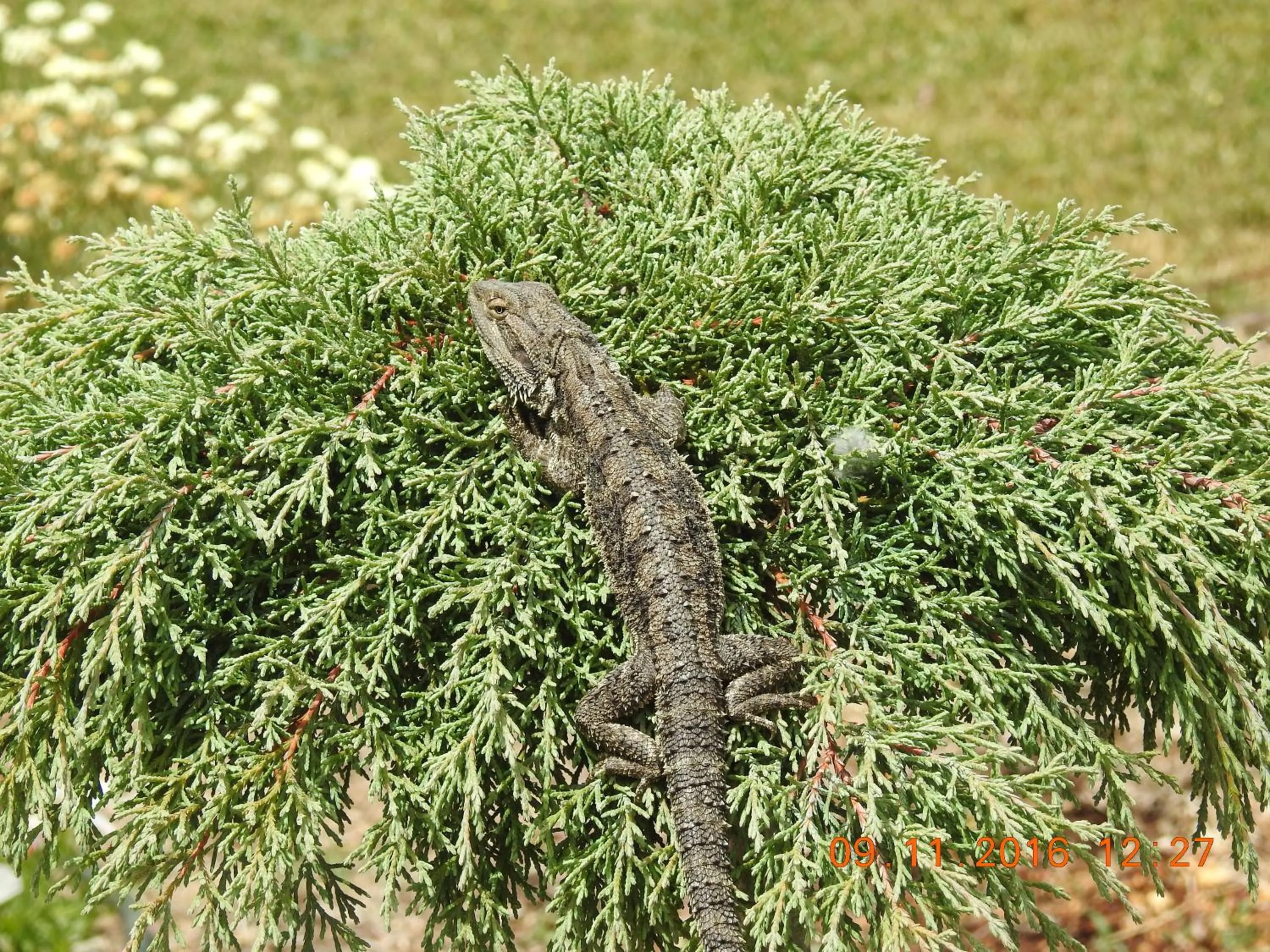 Animals in Barklysuites Apartments