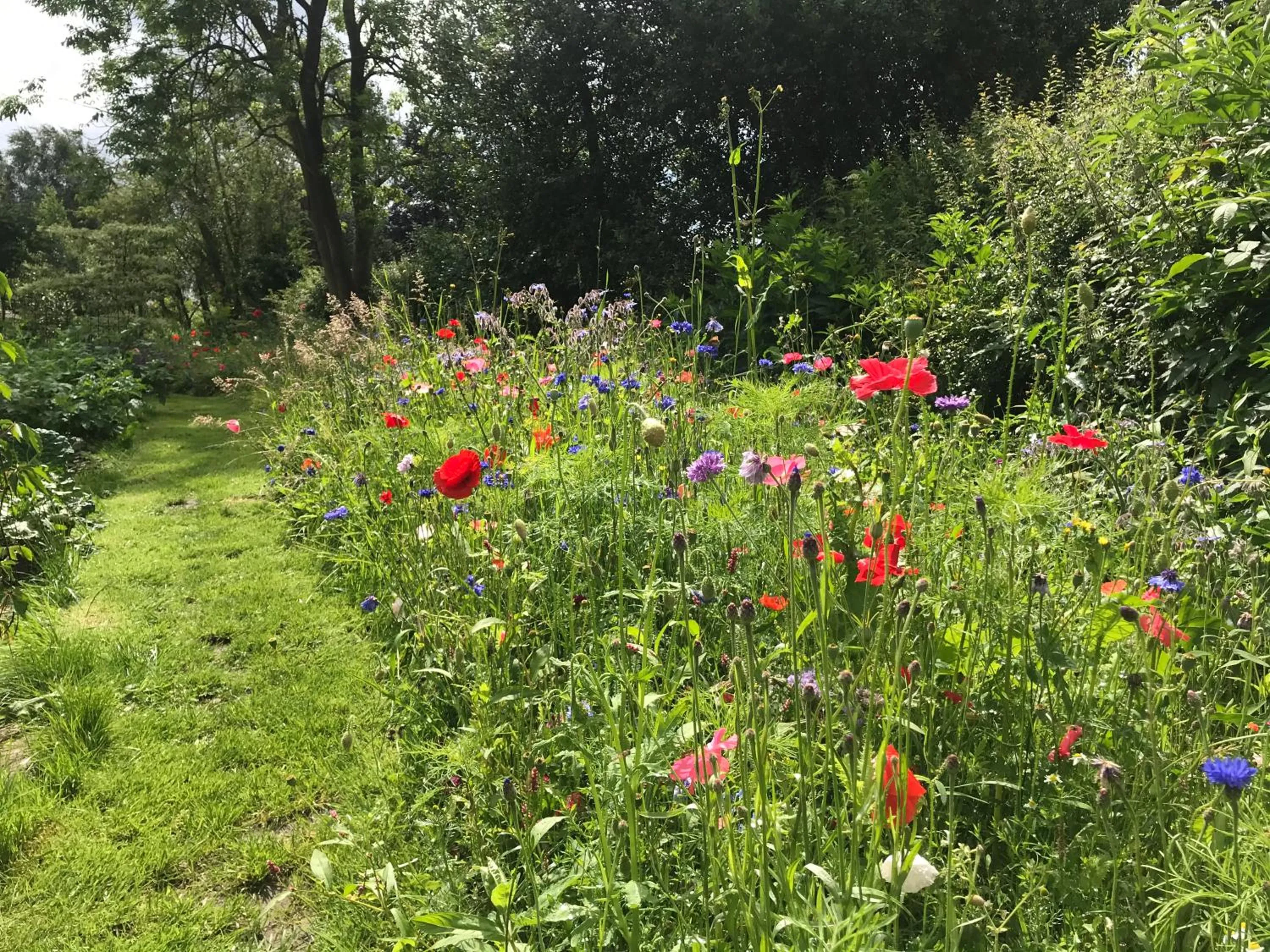 Garden in Abbey Green Farm