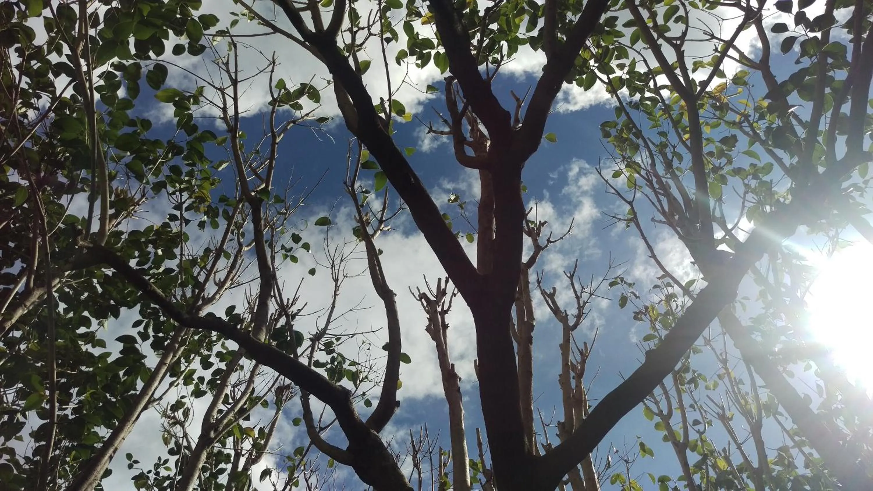 Garden view in Locanda Solagna
