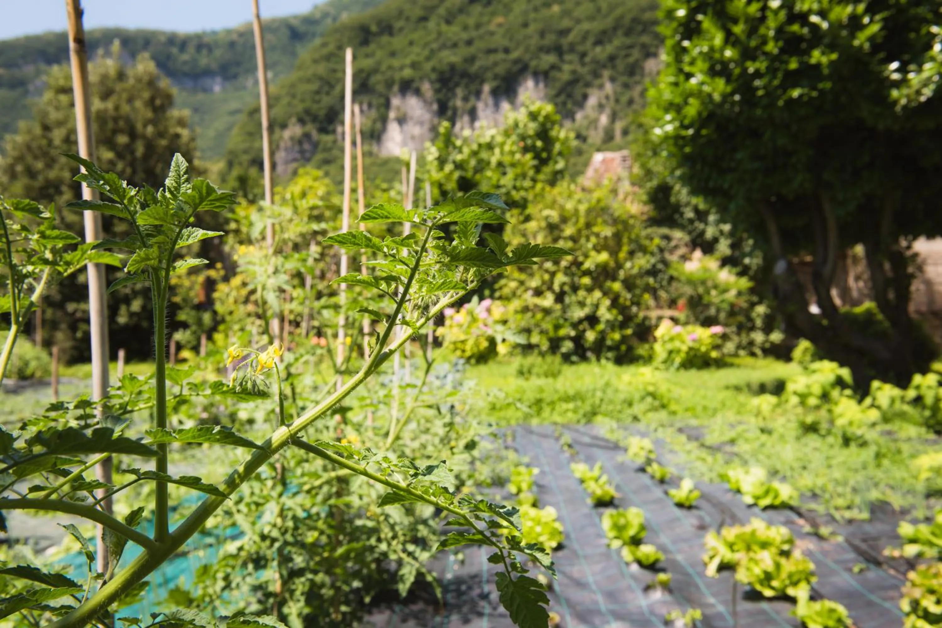 Summer in Locanda Solagna