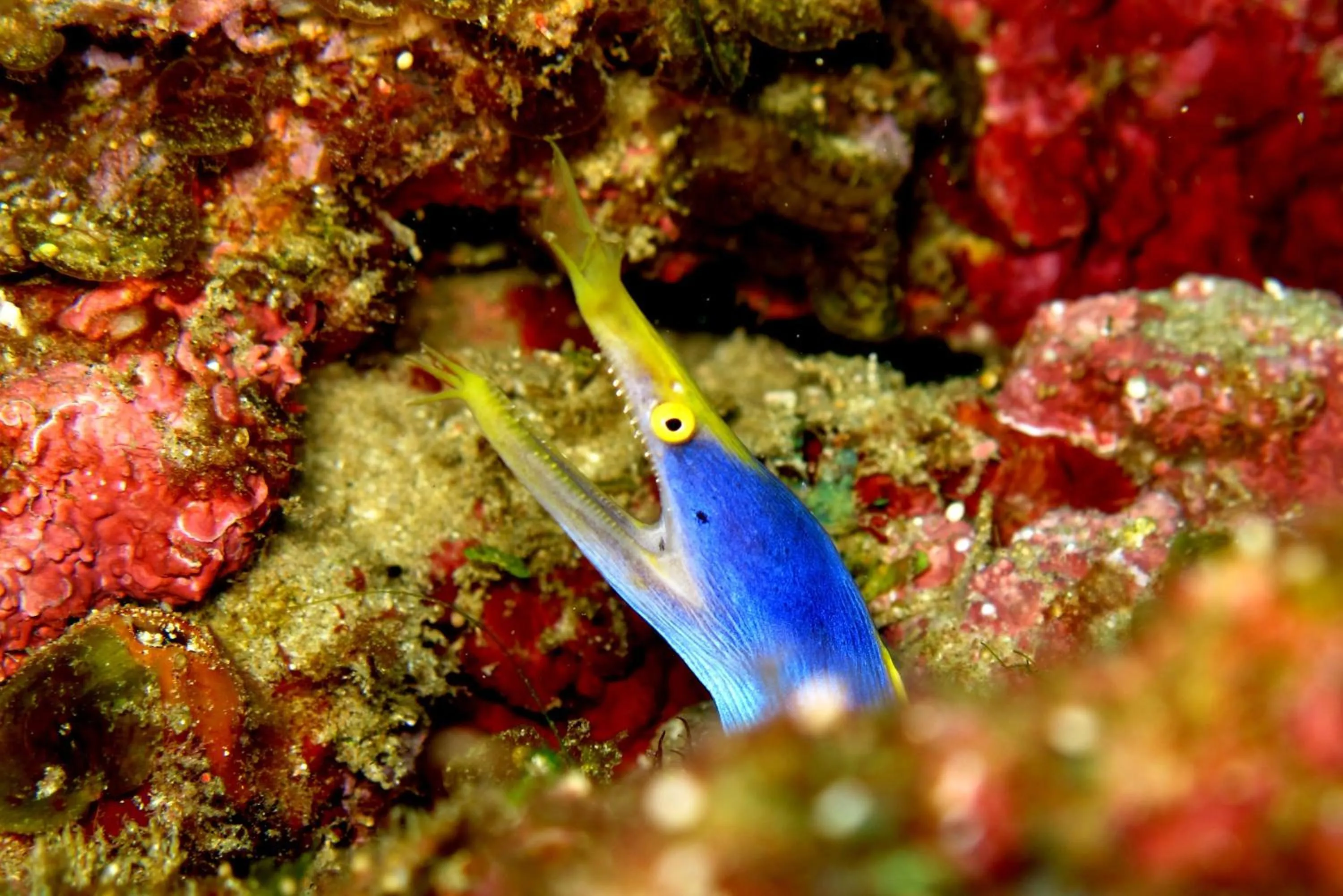 Diving in Gala Gala Eco Resort