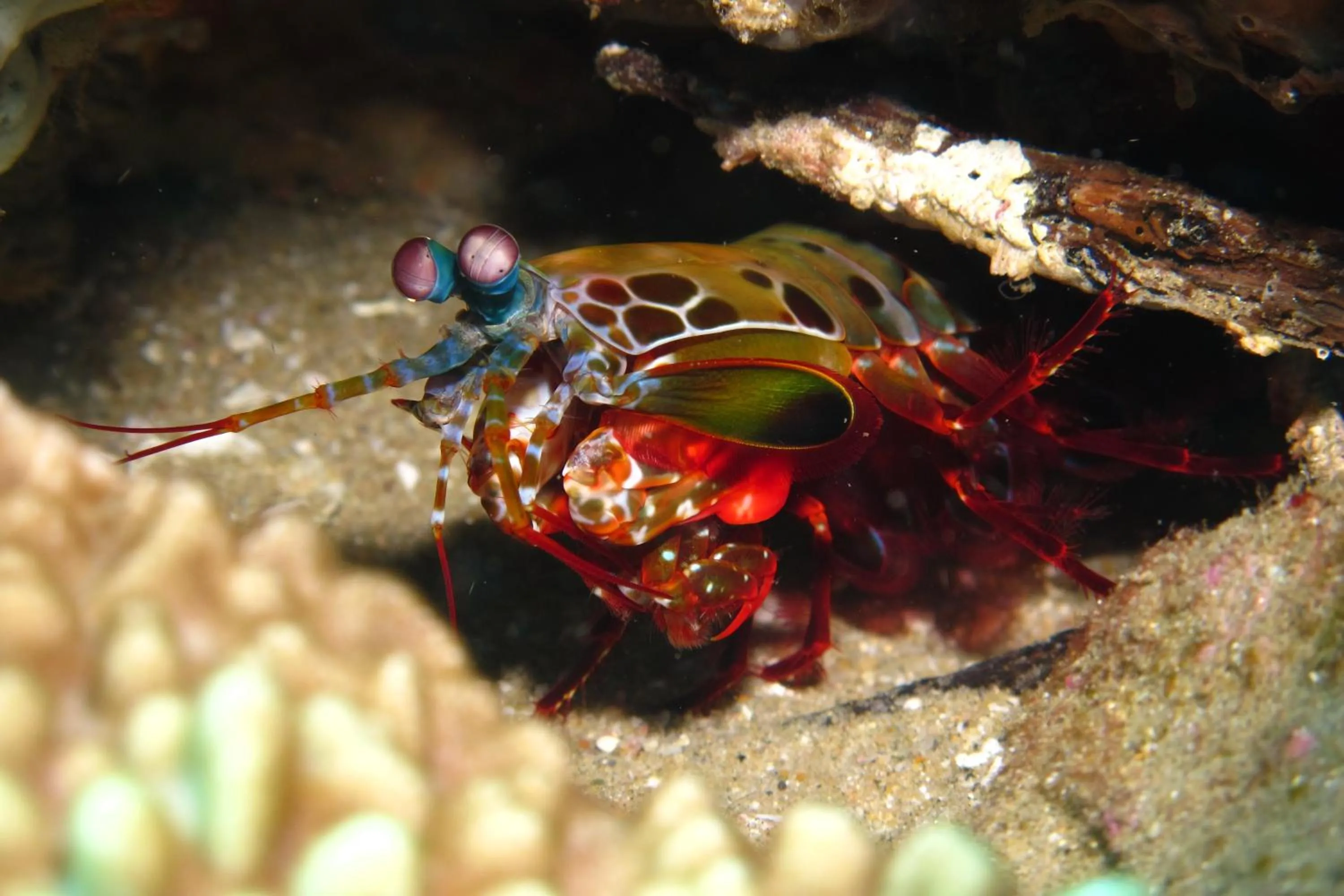 Diving in Gala Gala Eco Resort