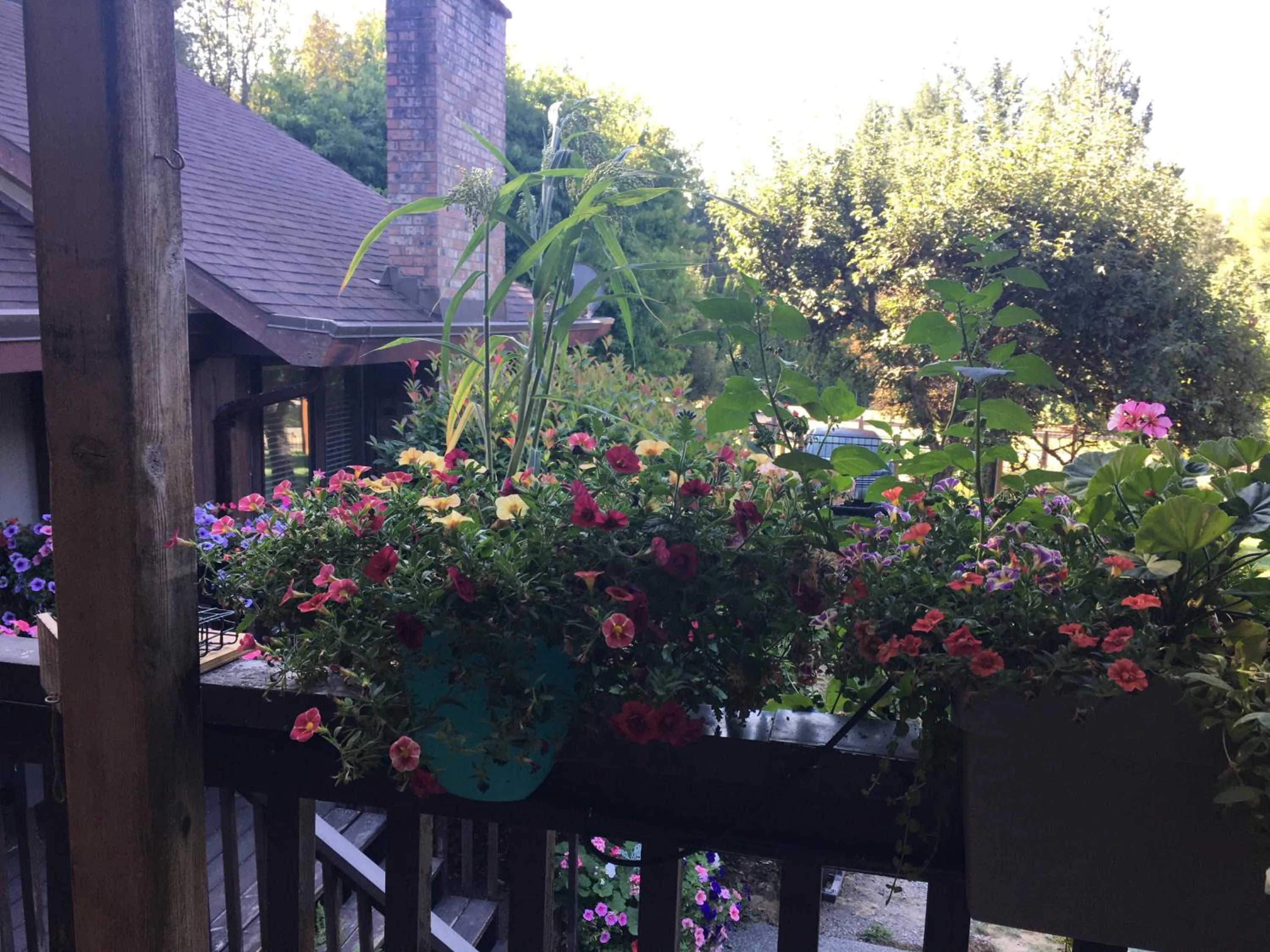 Garden in Coles Bay Vacation Retreat