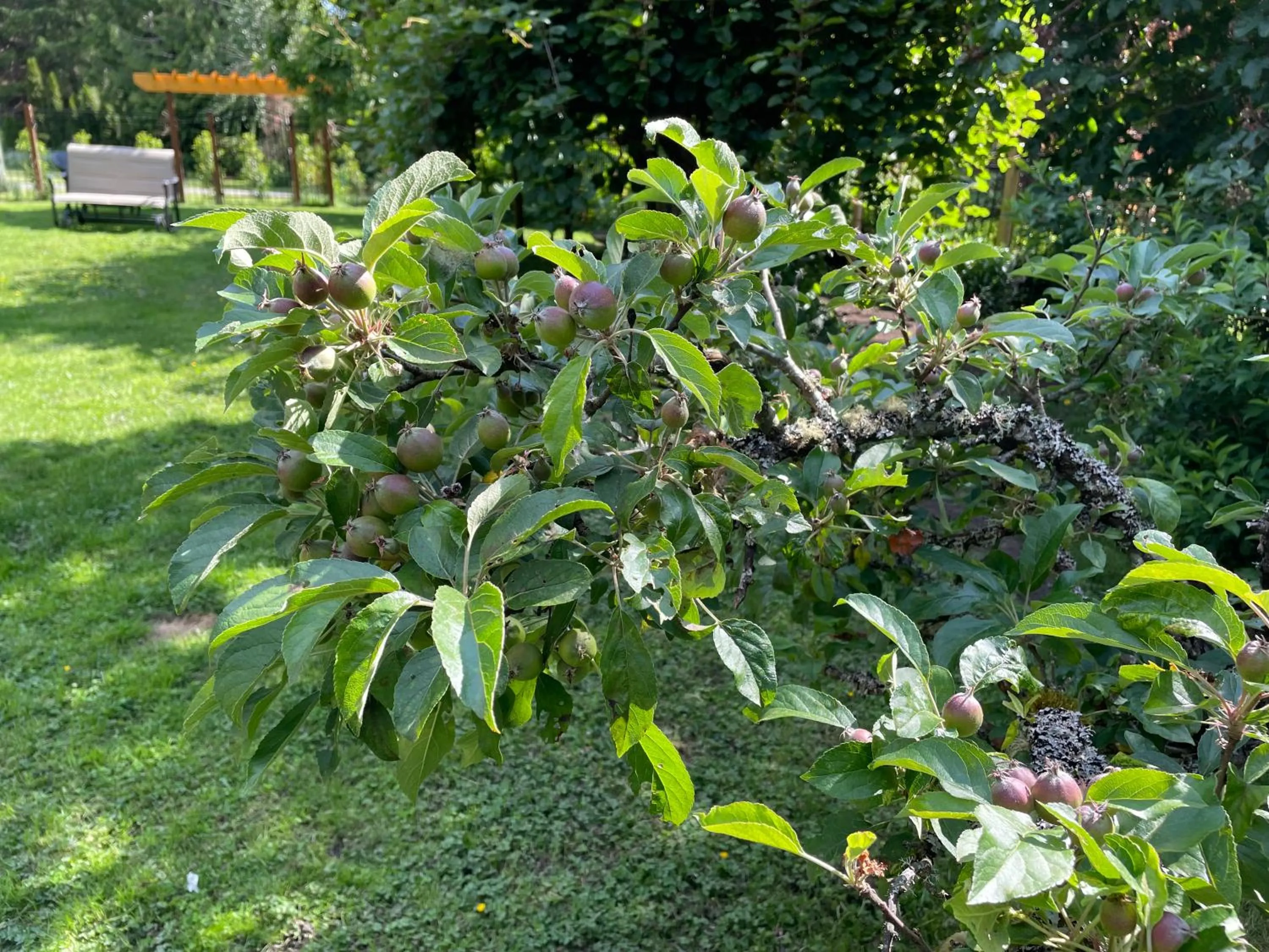 Garden in Coles Bay Vacation Retreat