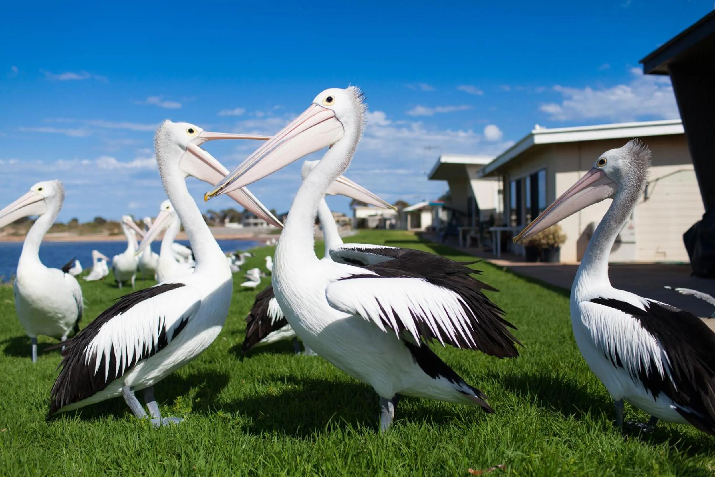 Animals in Modra's Apartments