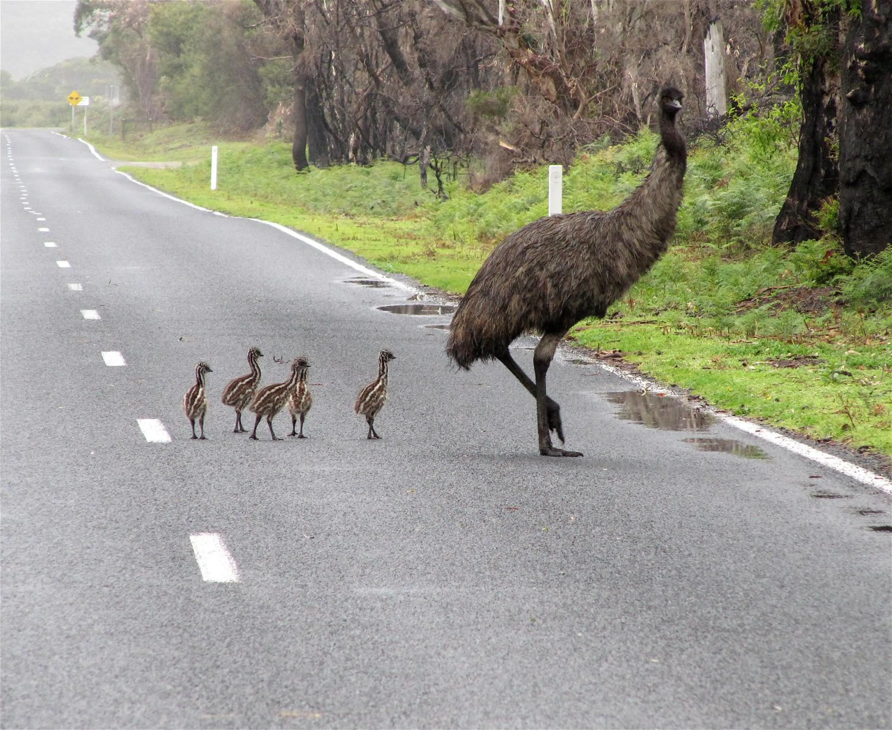 Animals in Llarrinda Bed & Breakfast