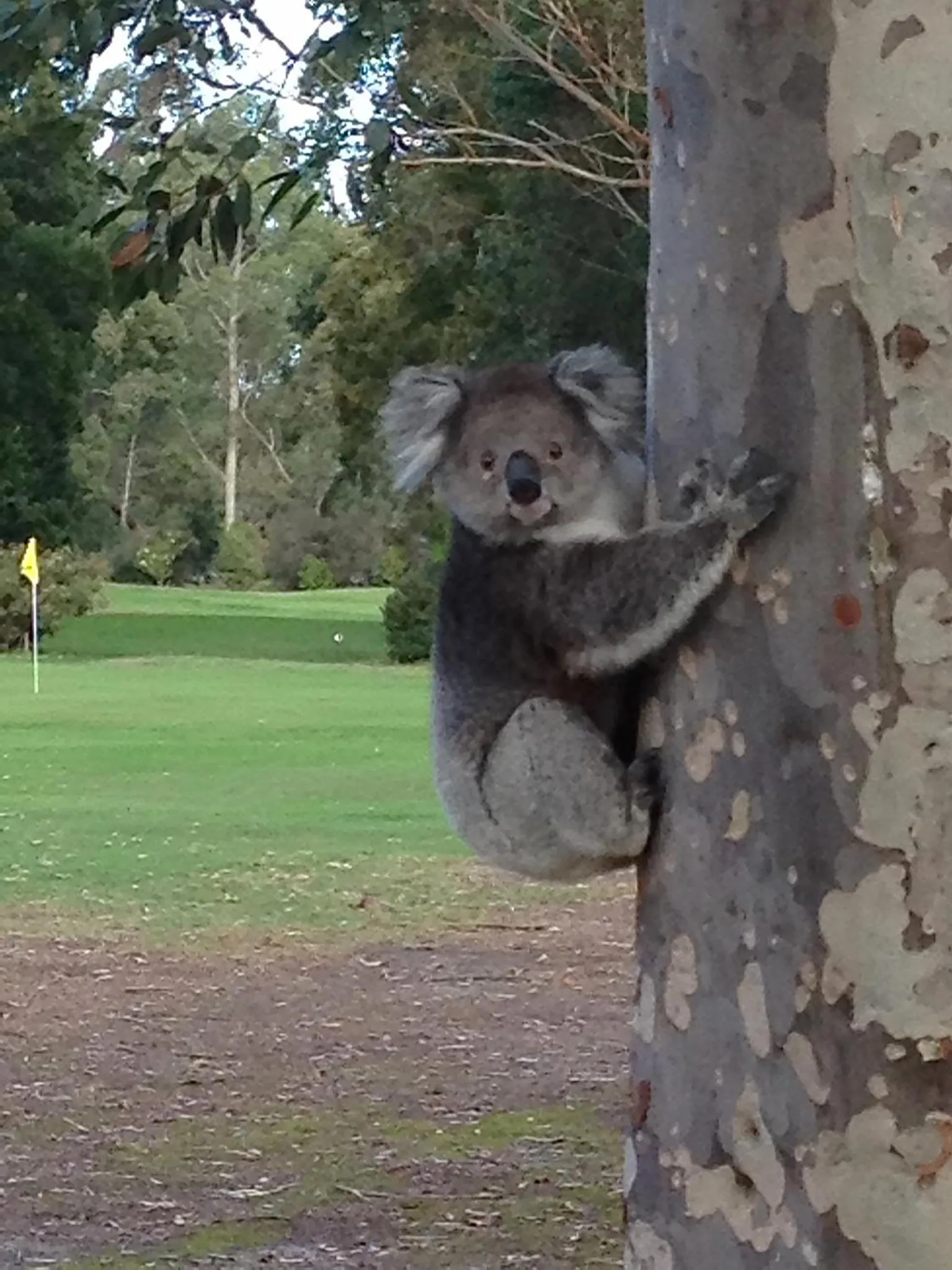 Animals in Llarrinda Bed & Breakfast