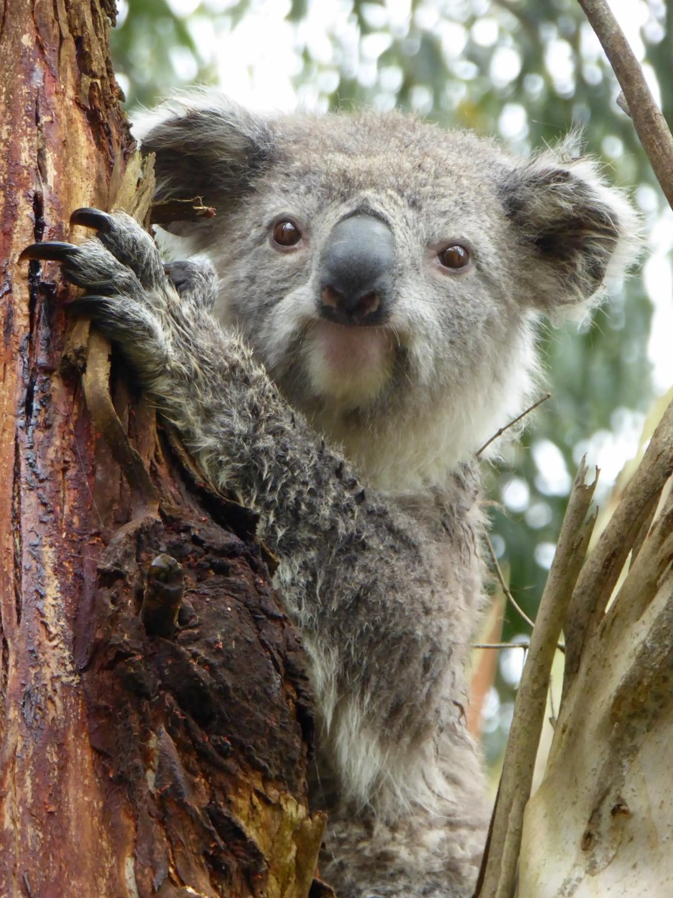 Garden in Llarrinda Bed & Breakfast
